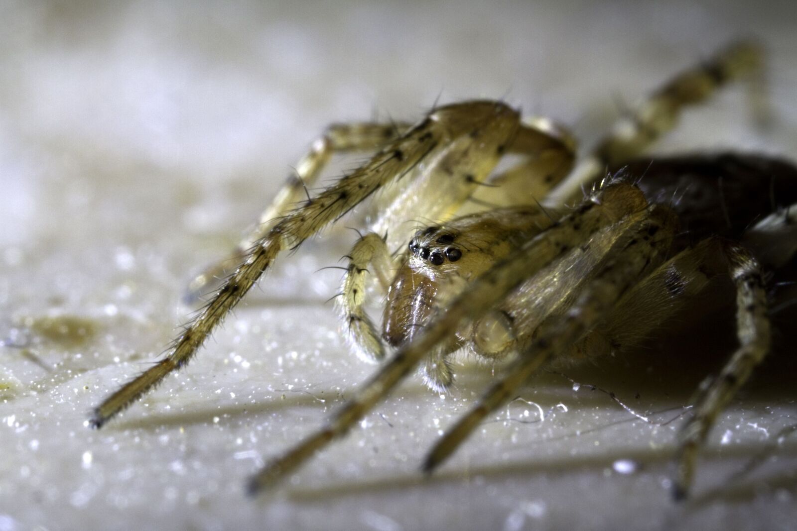 Canon EOS 7D sample photo. Spider, macro, close up photography