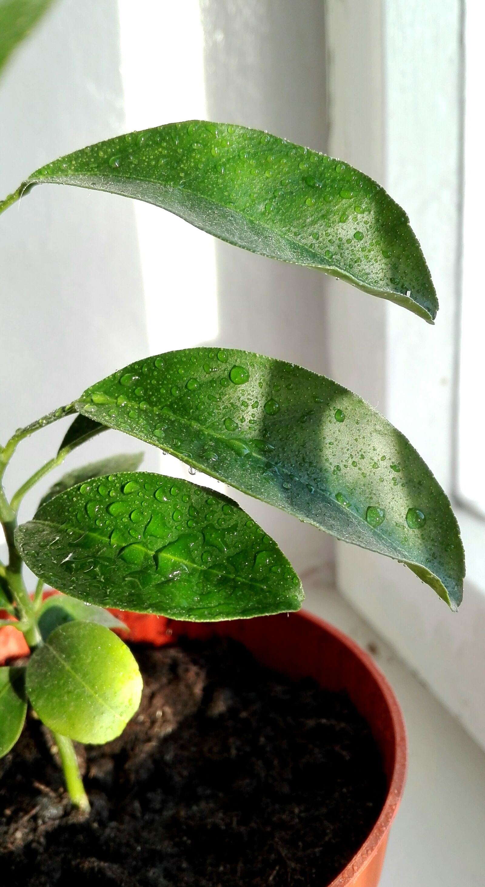 HUAWEI Cherry Mini sample photo. Leaves, drops, plants photography