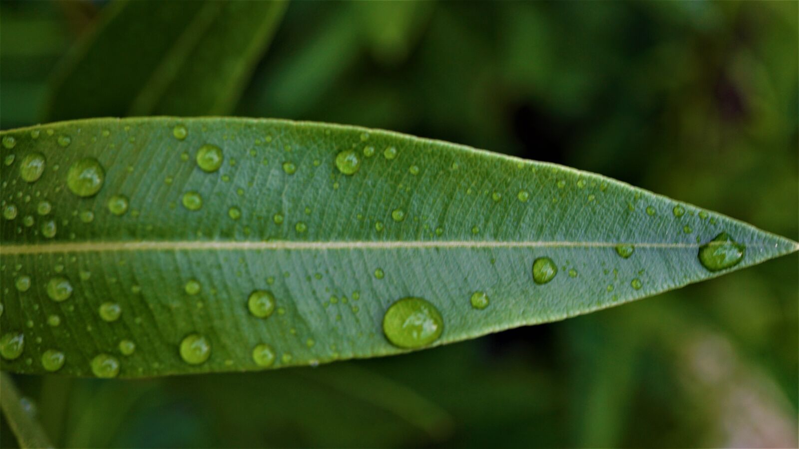Sony E 30mm F3.5 Macro sample photo. Oleander leaf, green, plant photography