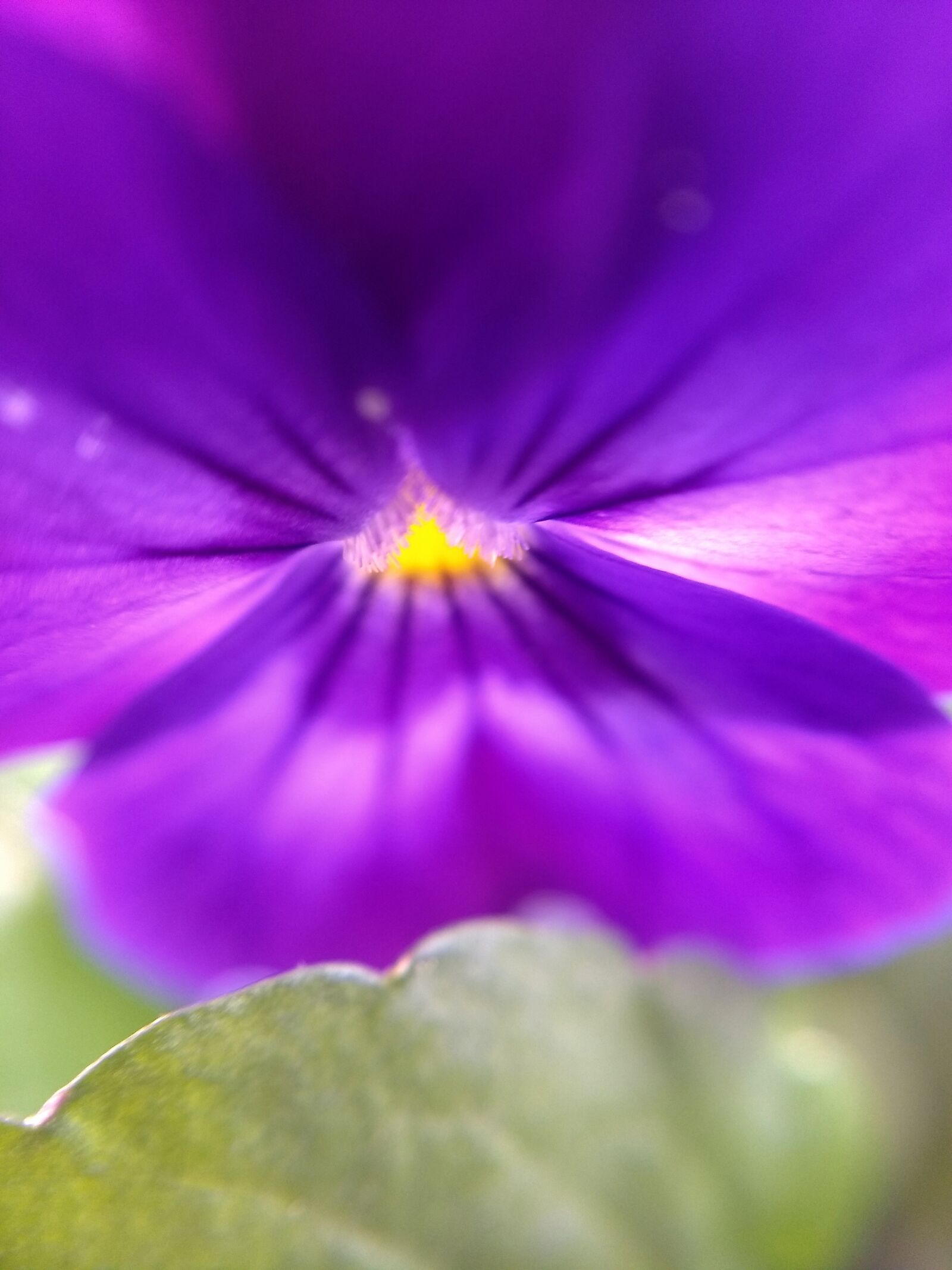Motorola Moto G (5) Plus sample photo. Lemuria, flower, purple photography