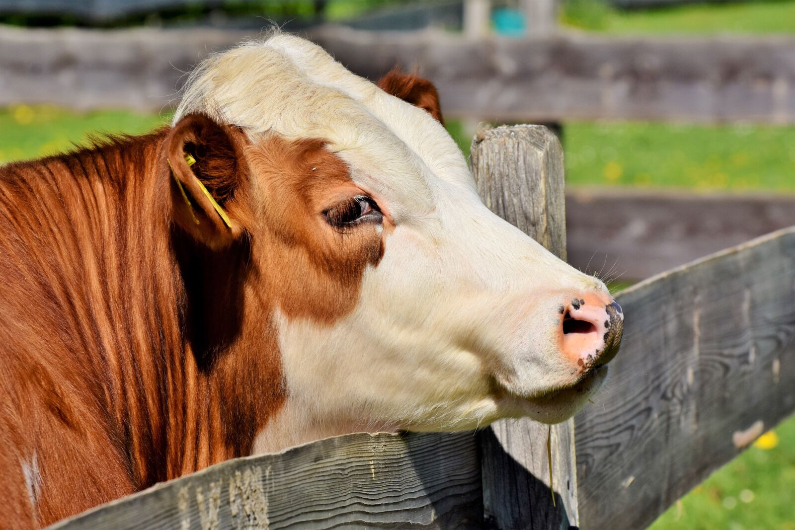 Nikon D7200 sample photo. Cow, beef, cattle photography