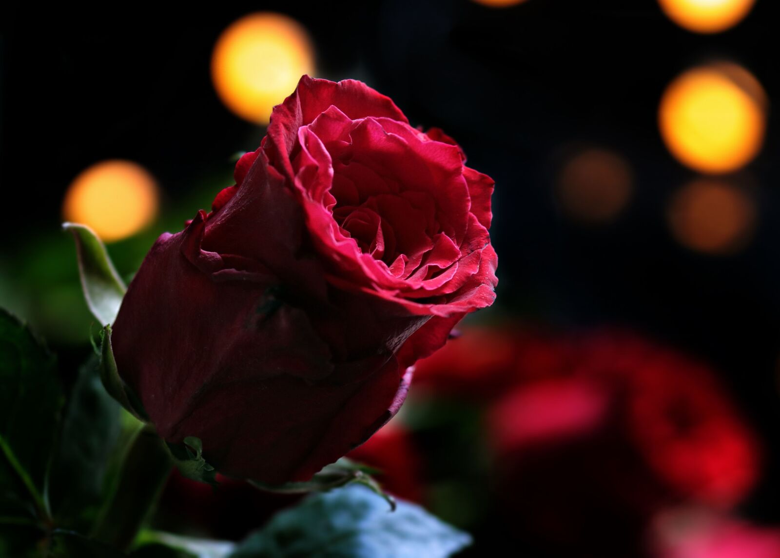 Canon EOS 80D sample photo. Rose, flower, plant, petal photography