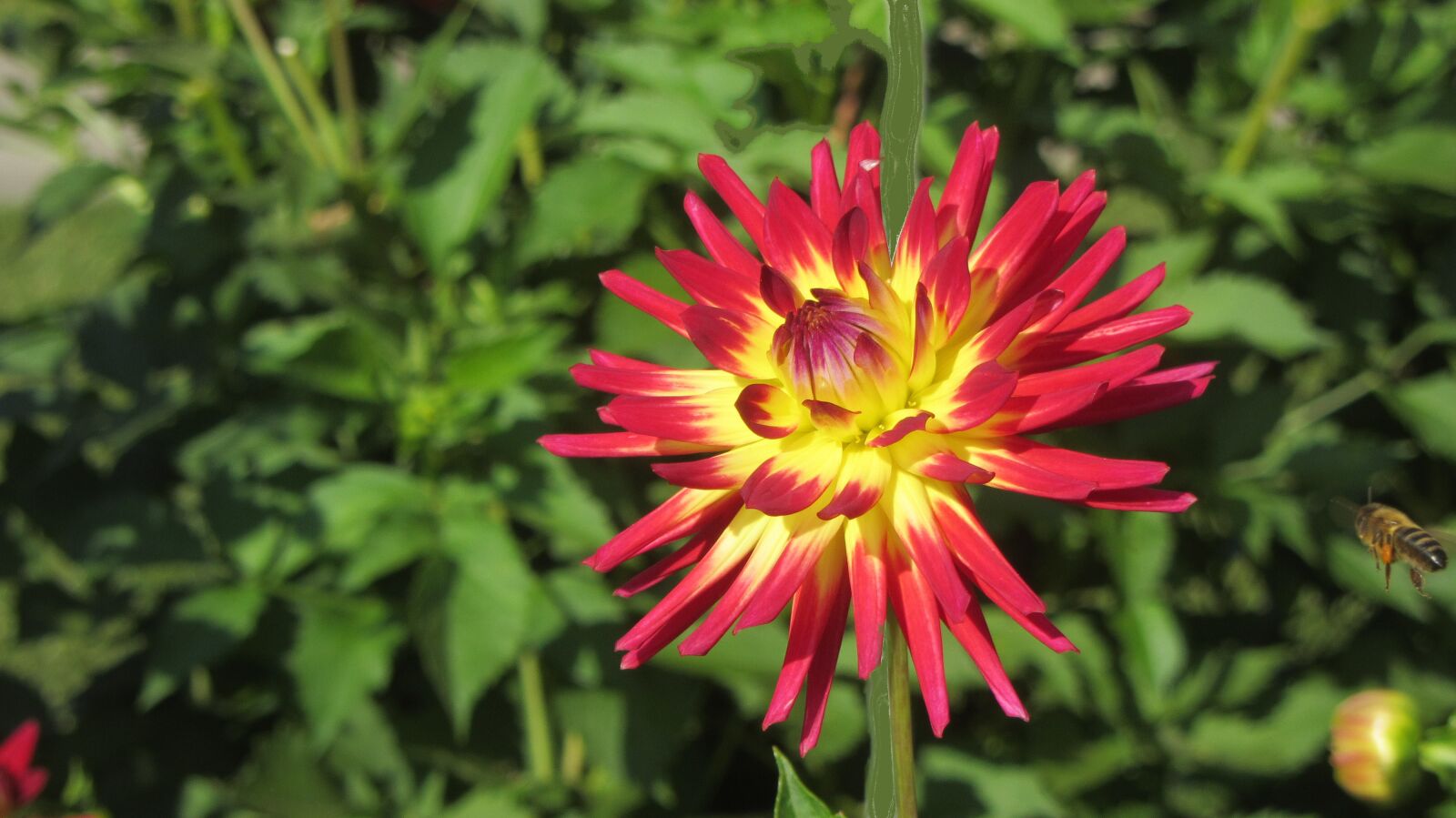 Canon PowerShot SX230 HS sample photo. Dahlia, flower, blossom photography