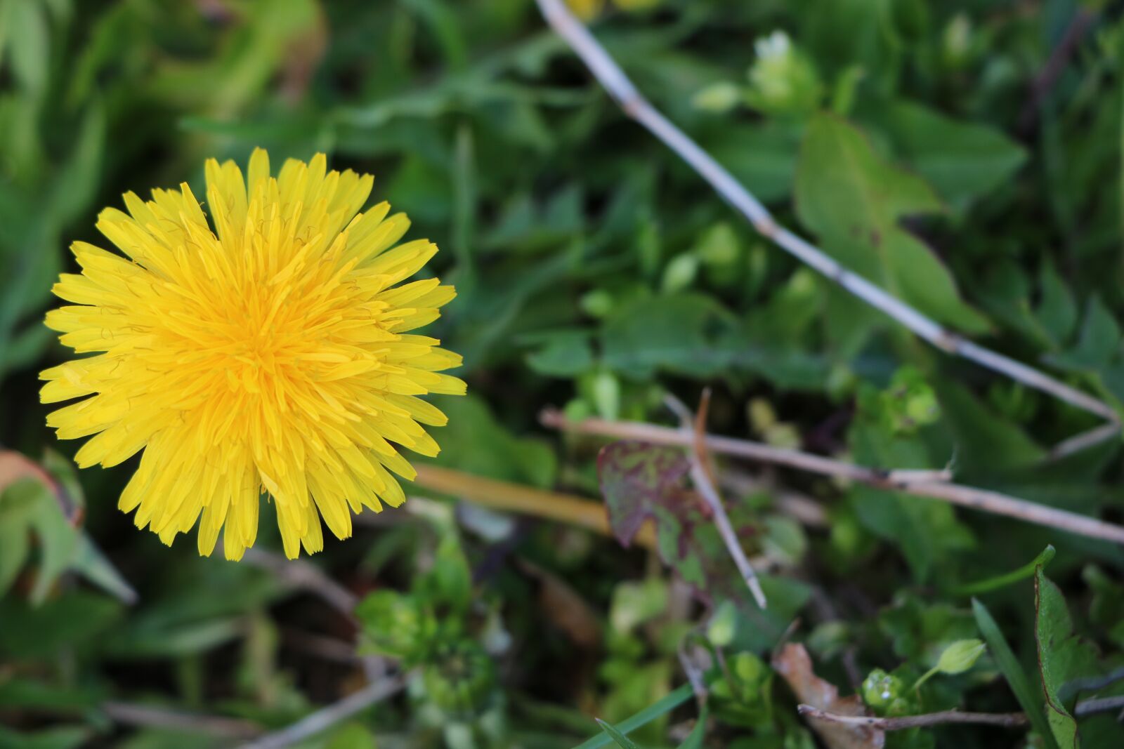 Canon EOS 760D (EOS Rebel T6s / EOS 8000D) sample photo. Flower, yellow, plant photography