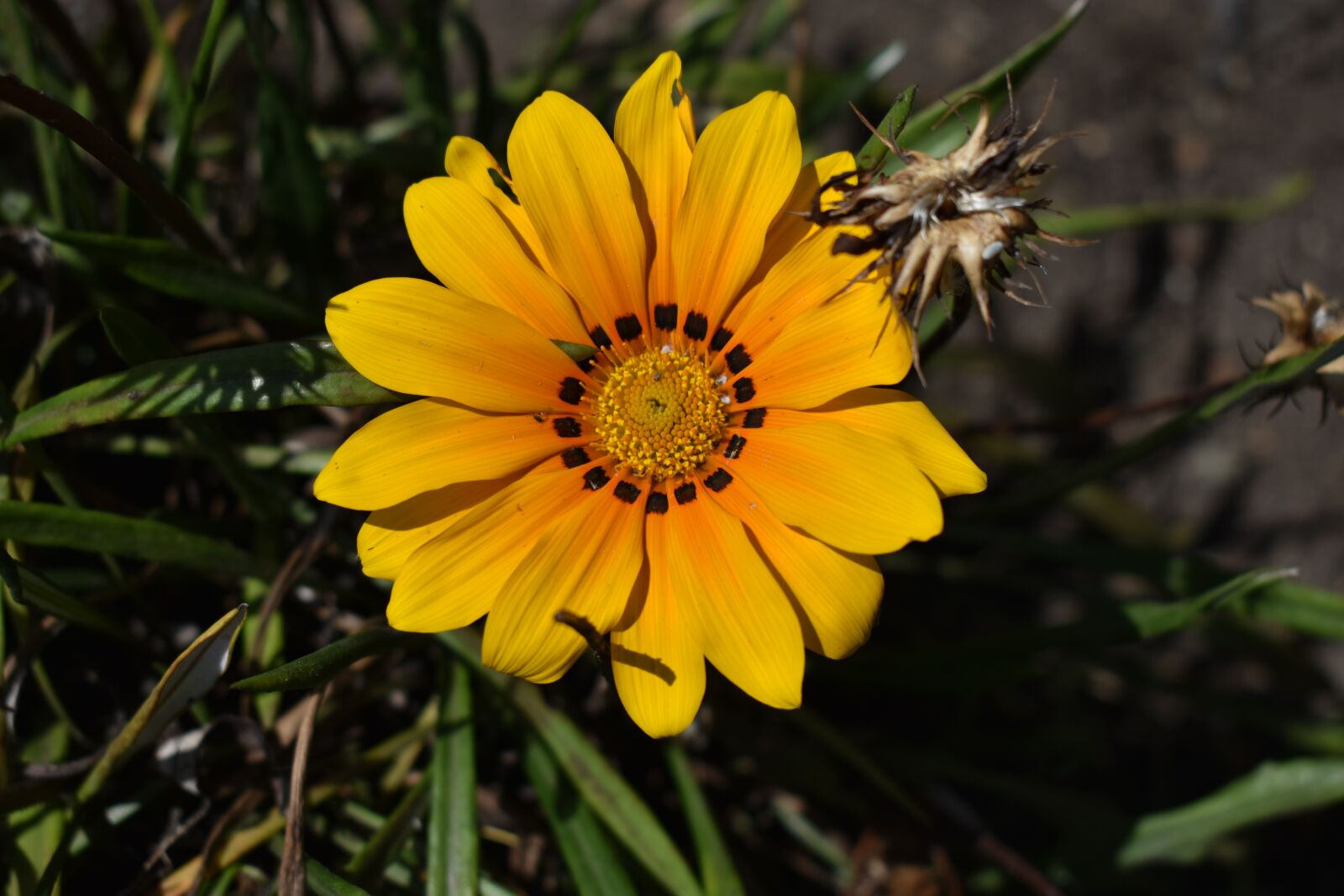 Nikon D3400 sample photo. Nature, plant, flower photography