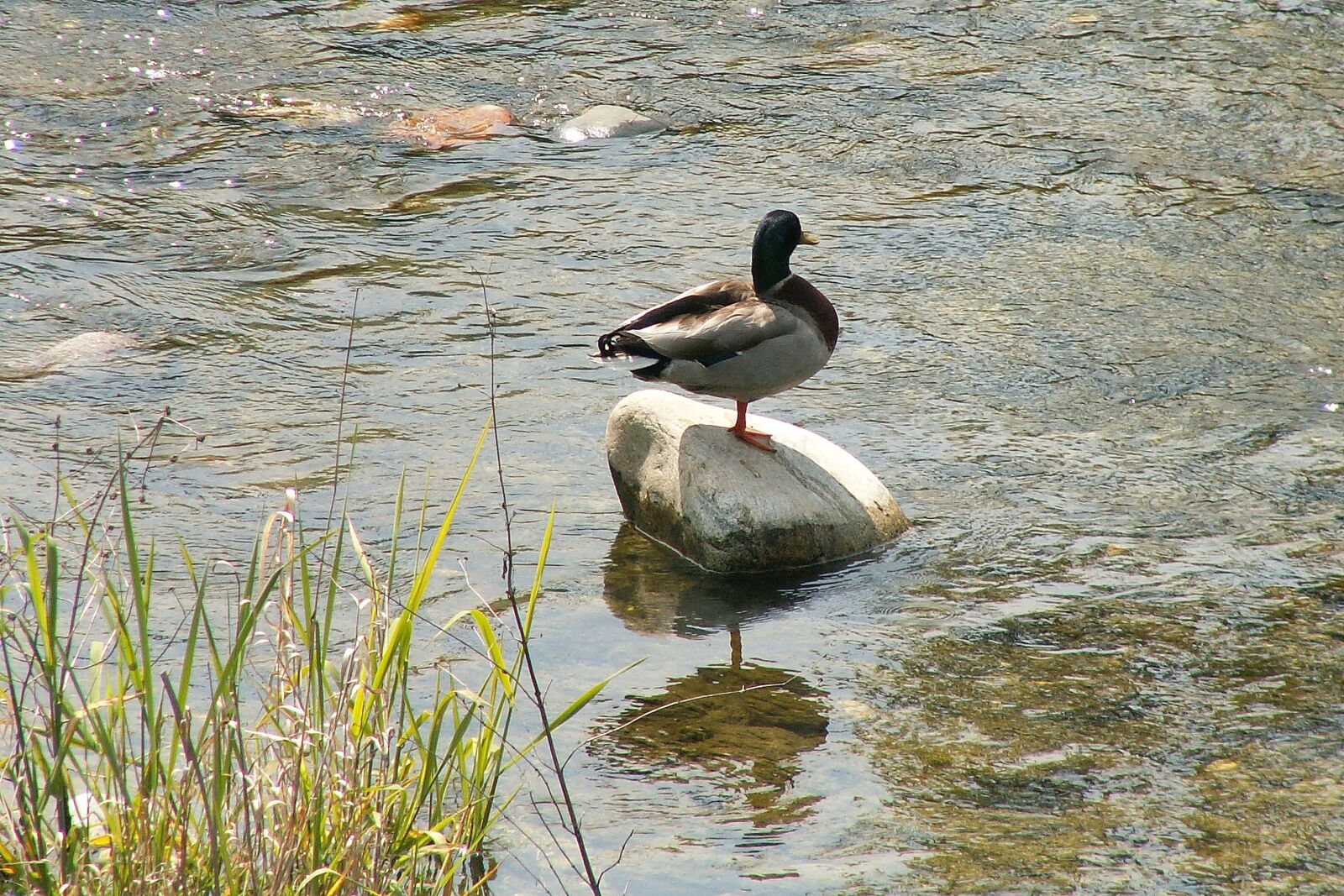 KONICA MINOLTA DiMAGE Z3 sample photo. Duck, river, outdoors photography