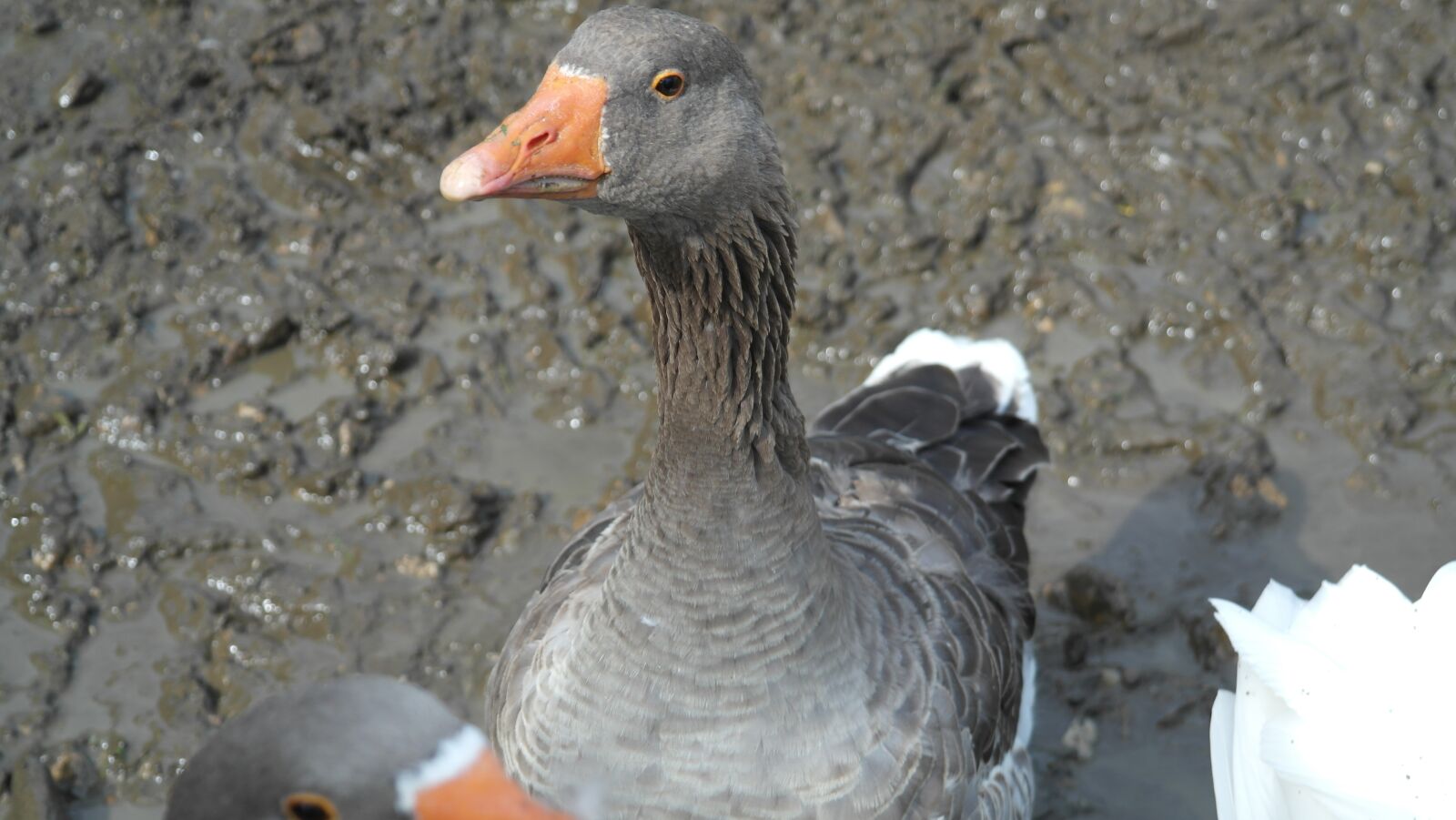 Samsung NX20 sample photo. Greylag goose, goose, domestic photography