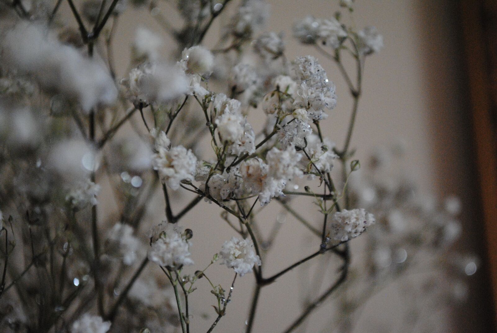 Nikon D3000 sample photo. Flower, bush, branch photography