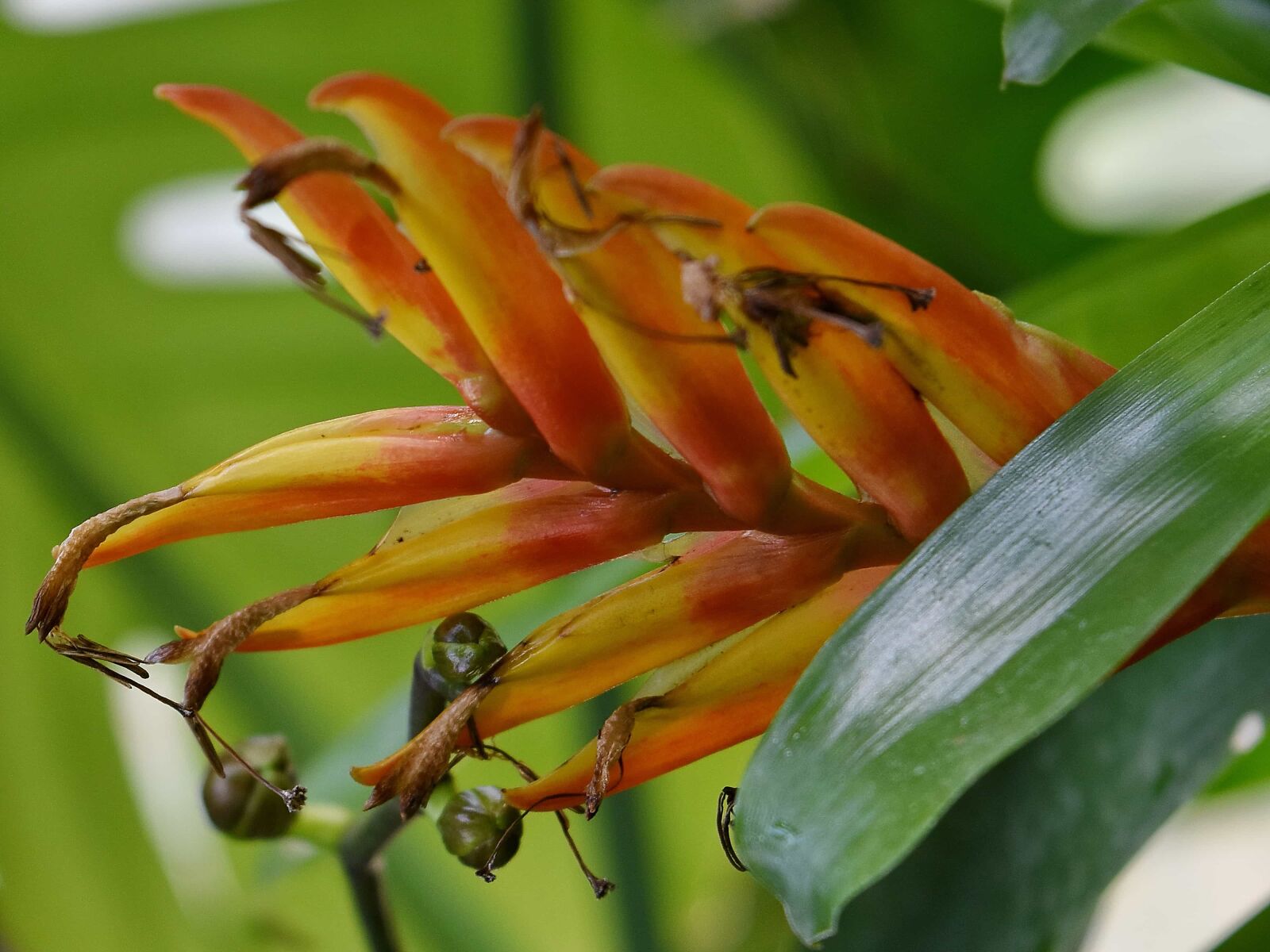 Nikon D5500 sample photo. Plant, nature, leaf, flora photography