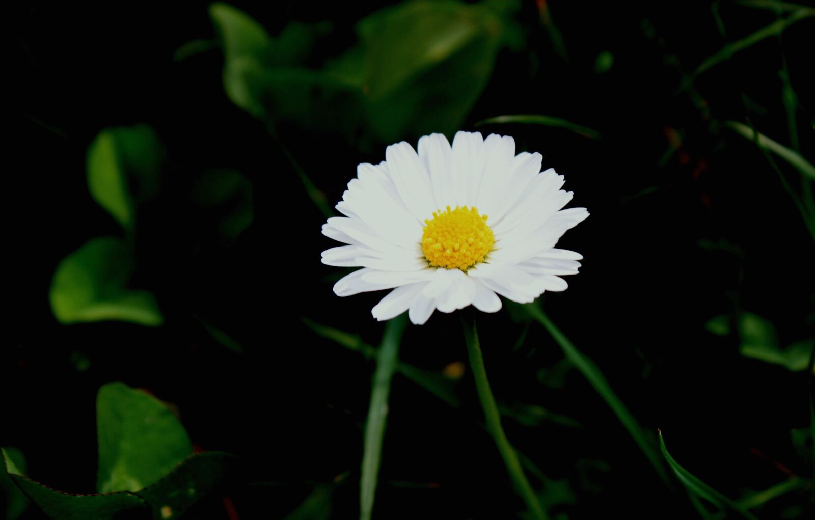 Canon EOS 1000D (EOS Digital Rebel XS / EOS Kiss F) sample photo. Daisy, flower, white flower photography