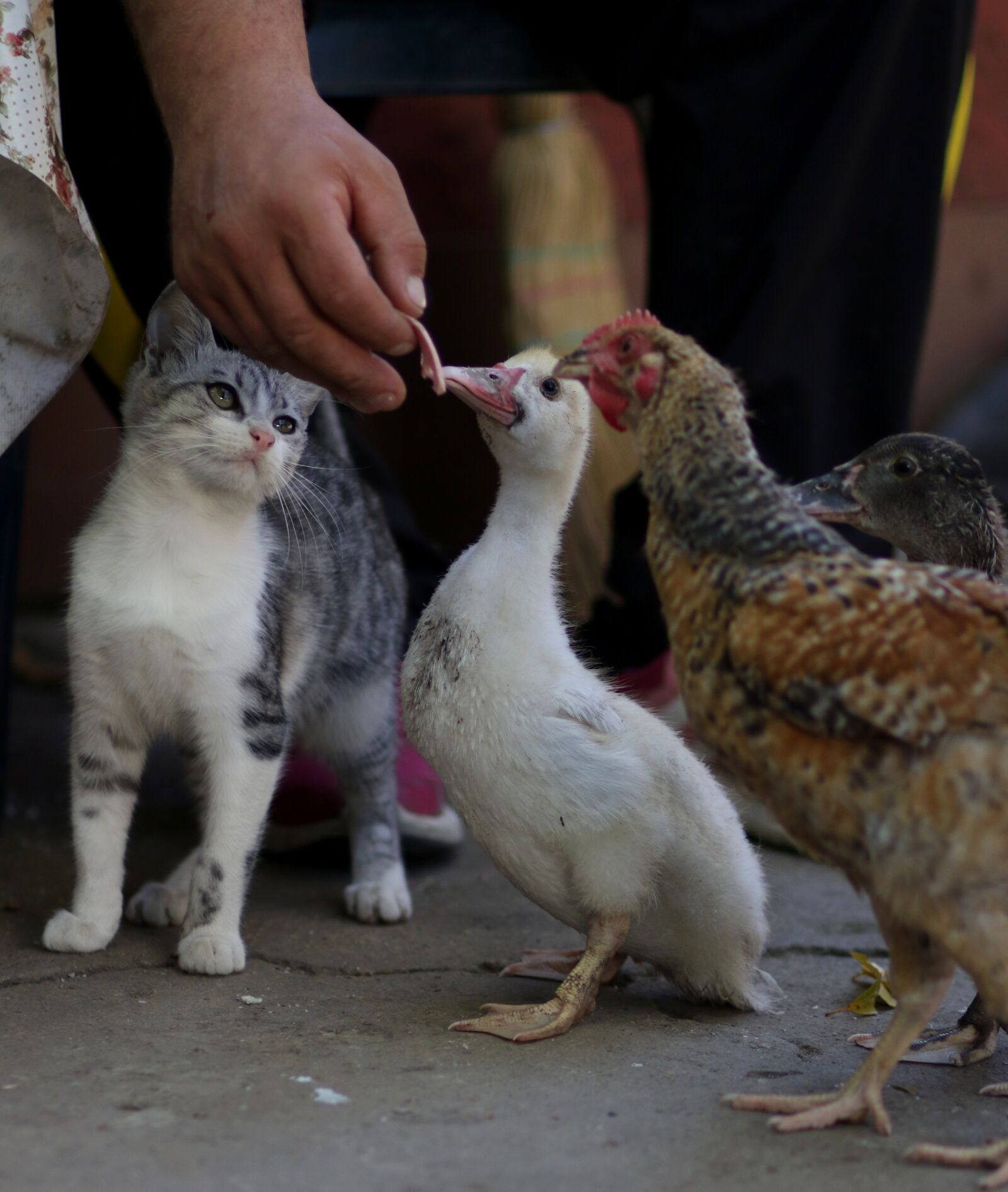 Canon EF 85mm F1.8 USM sample photo. Cat, rate, chicken photography