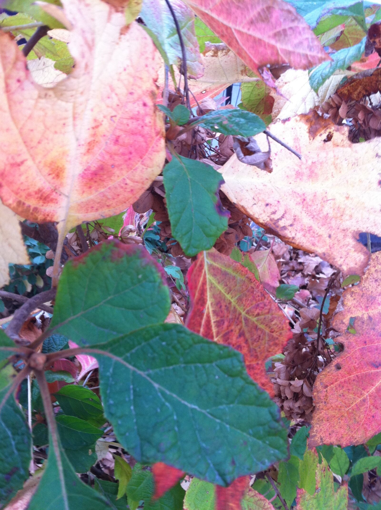 Apple iPhone 4 sample photo