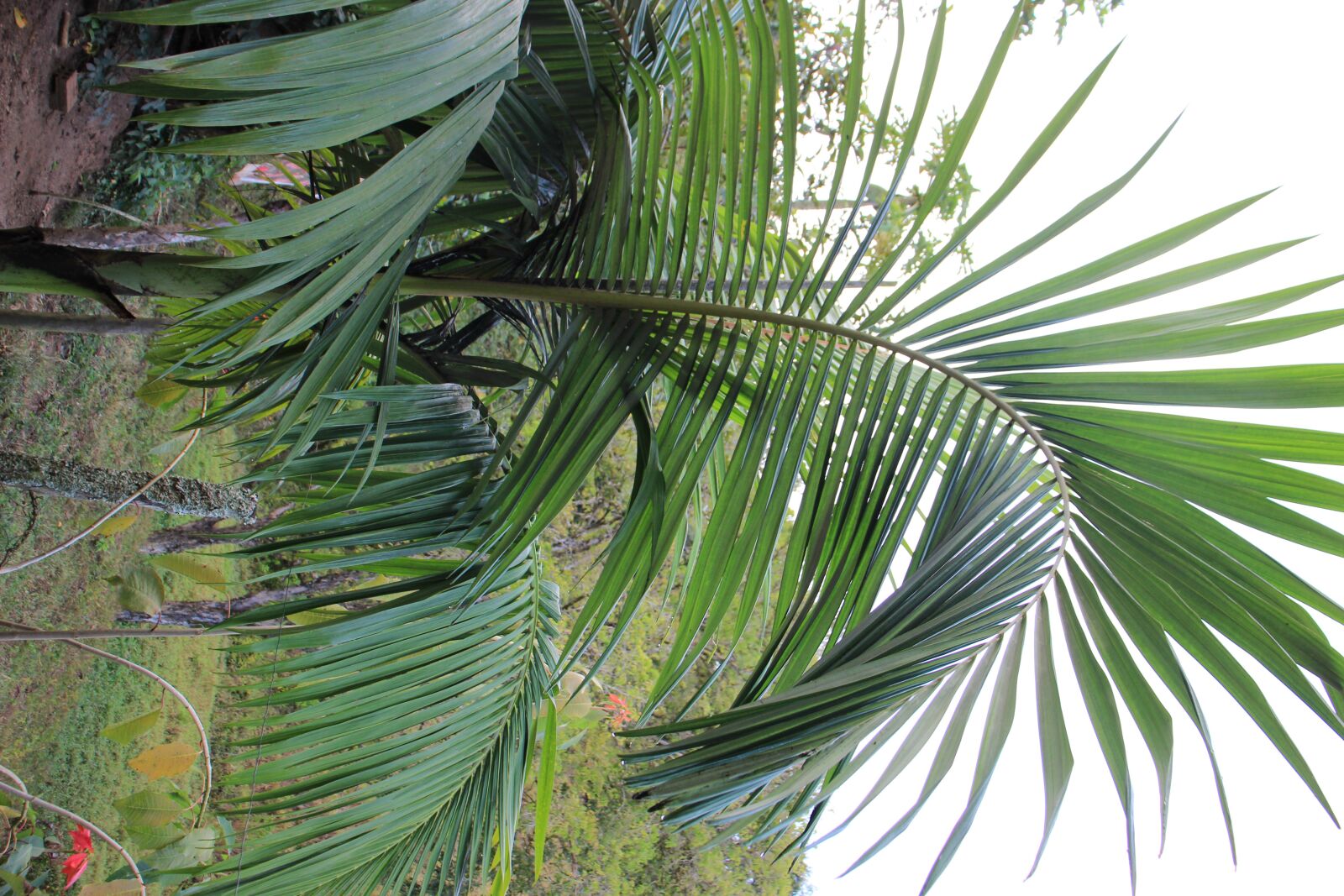 Canon EOS 1200D (EOS Rebel T5 / EOS Kiss X70 / EOS Hi) sample photo. Verde, natureza, campo photography