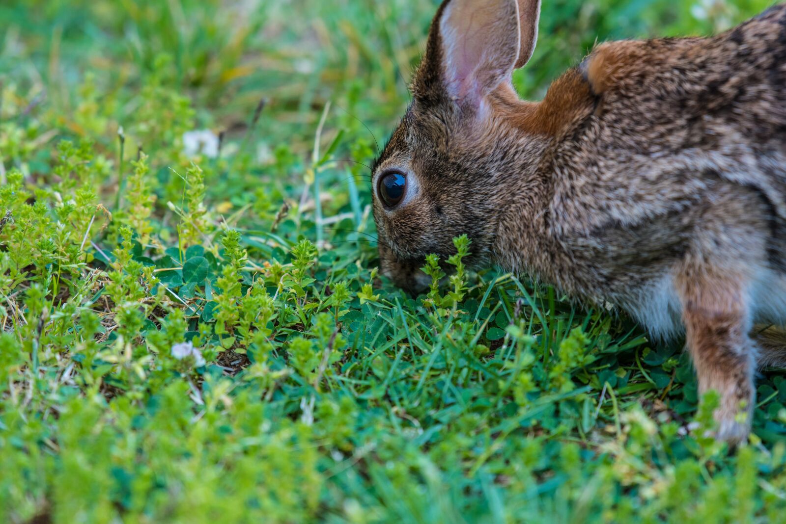 Nikon D750 sample photo. Adorable, animal, cute photography
