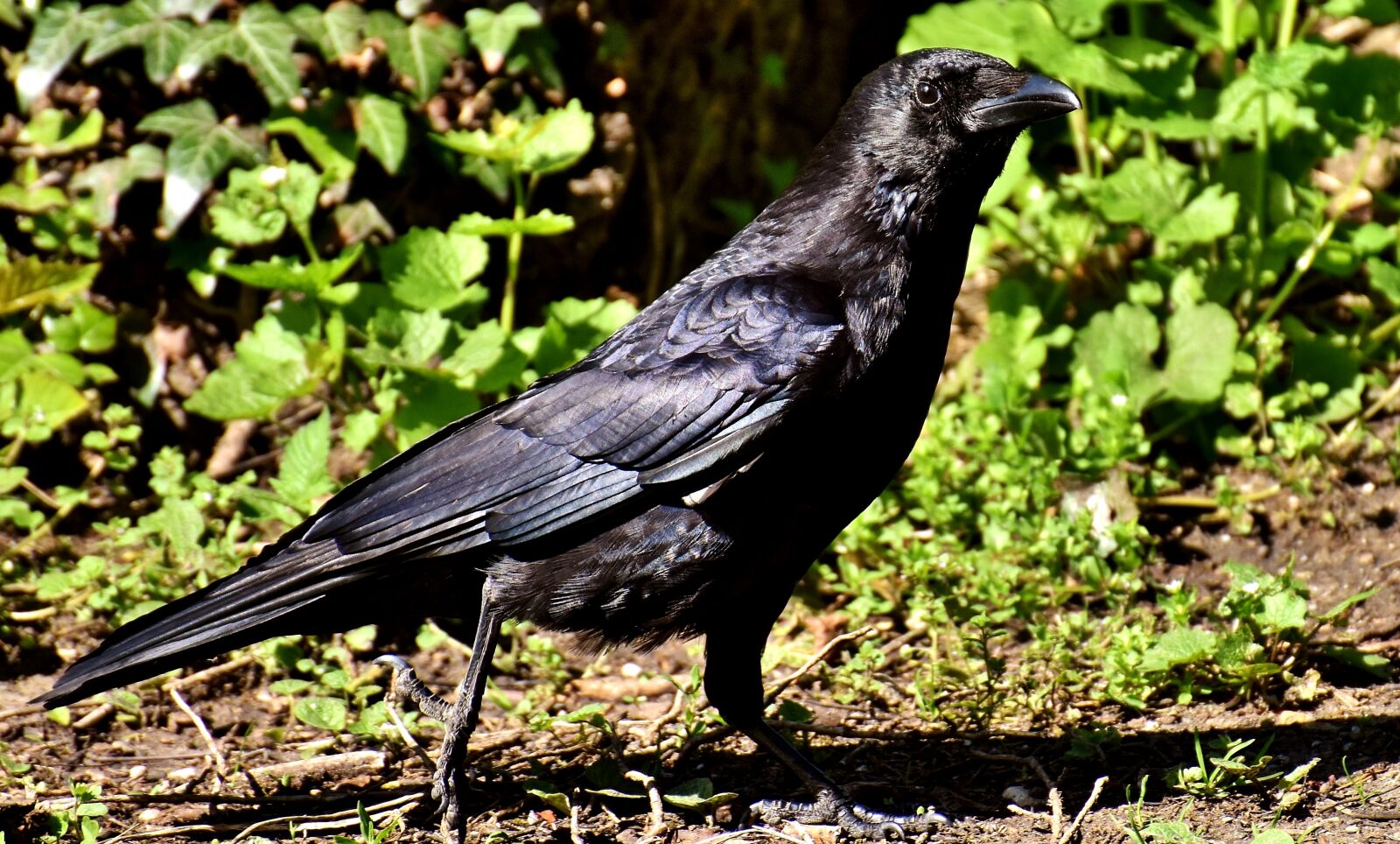 Nikon D7200 sample photo. Common raven, raven bird photography