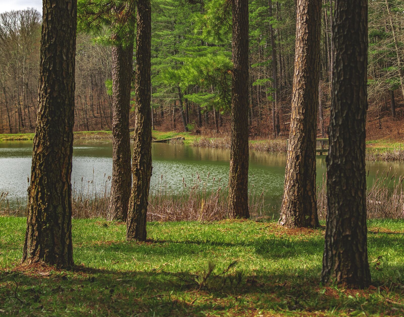 Nikon D3300 sample photo. Nature, scenic, forest photography
