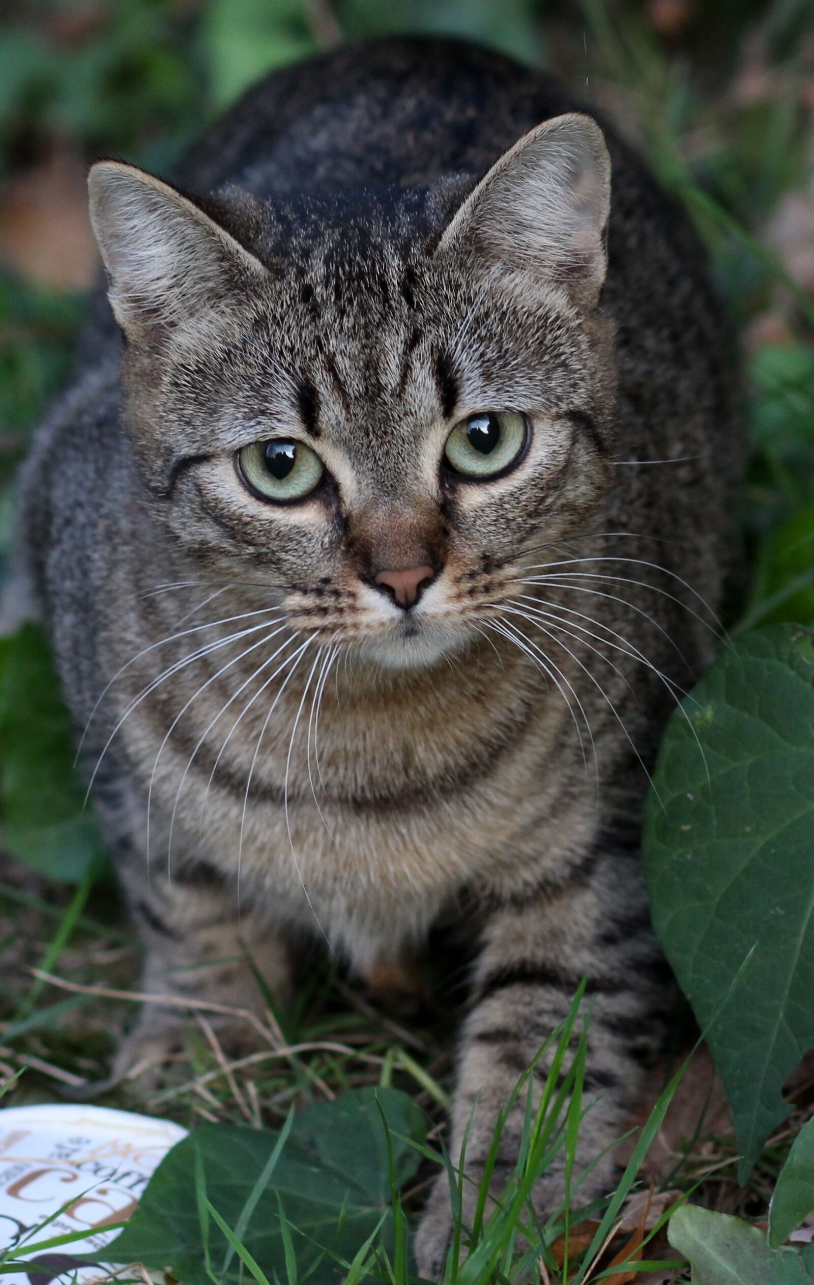 Canon EOS 700D (EOS Rebel T5i / EOS Kiss X7i) + Canon EF 85mm F1.8 USM sample photo. Cat, stripes, gray photography