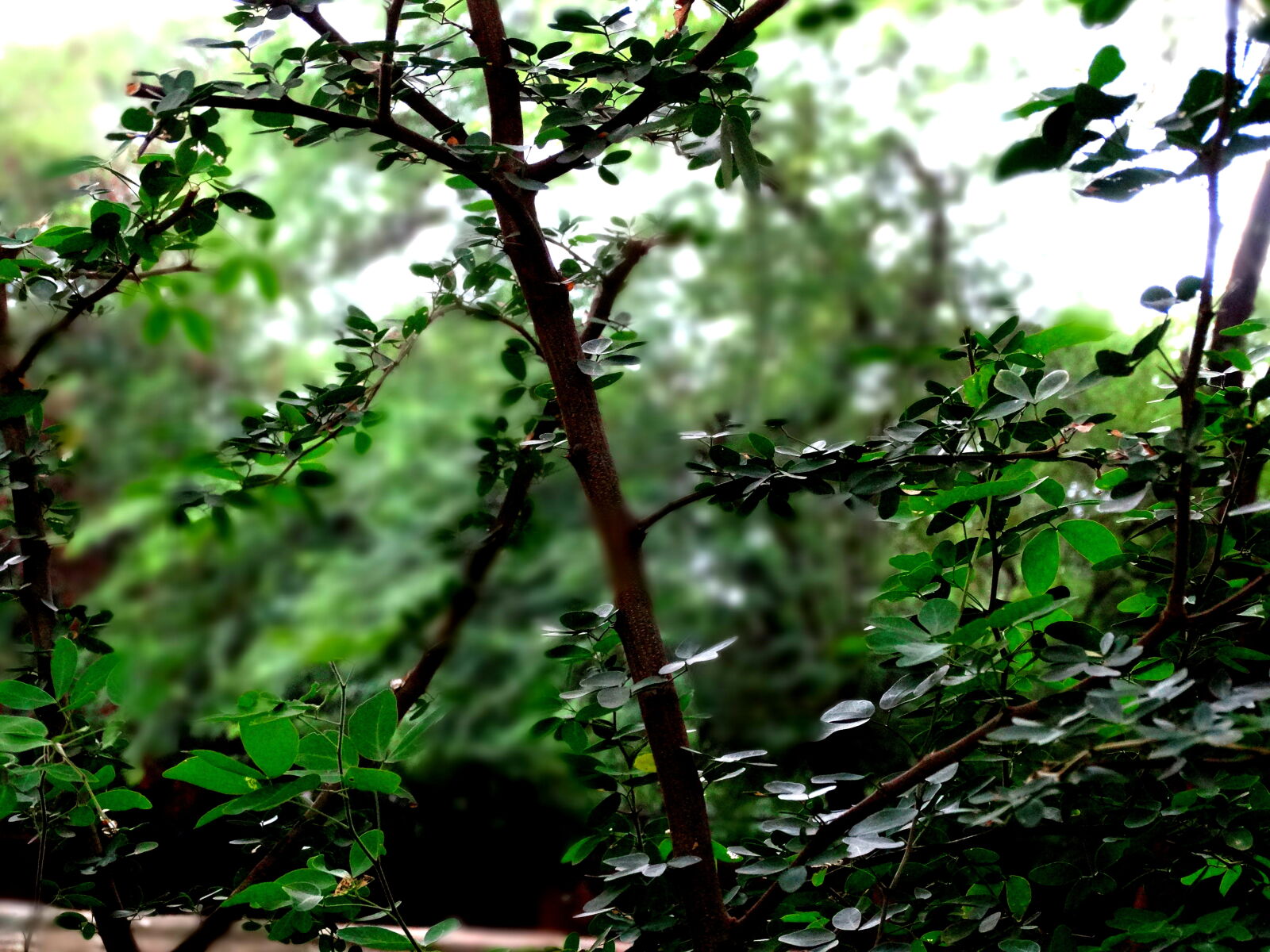 Sony Cyber-shot DSC-HX300 sample photo. Green, plants, under, white photography