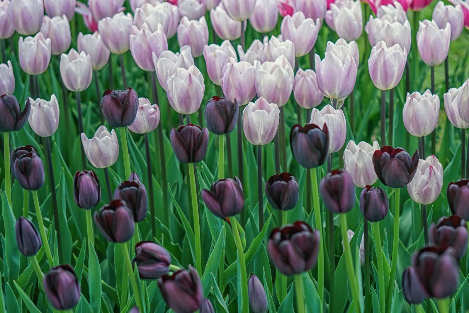 Sony FE 50mm F2.8 Macro sample photo. Tulips, flowers, spring photography
