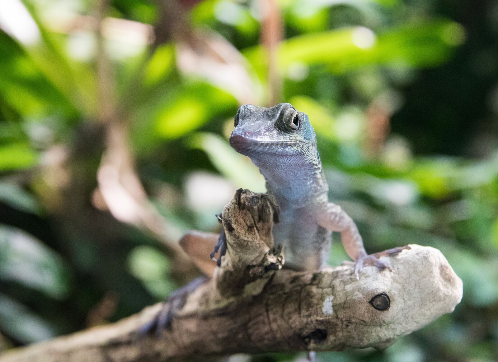 Canon EOS 80D sample photo. Lizard, animal, creature photography