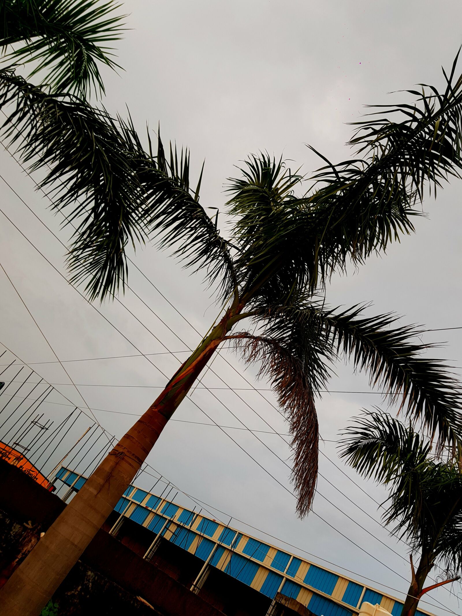 Samsung Galaxy S8+ sample photo. Palm, tree, beach photography