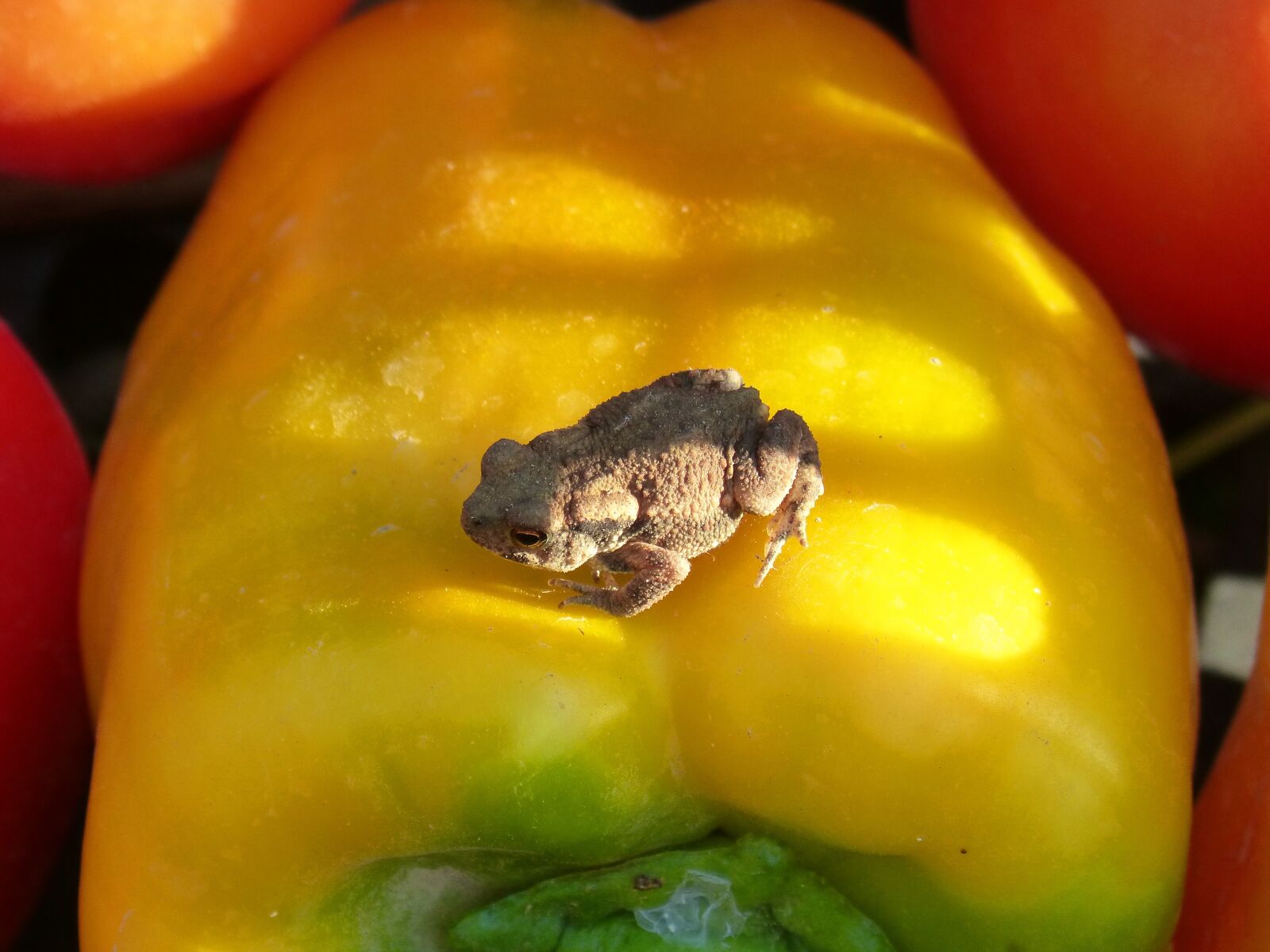 Panasonic DMC-FZ62 sample photo. Toad, vegetables, small photography