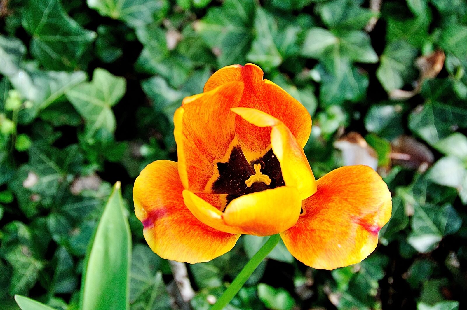 Nikon D5000 sample photo. Tulip, blossom, bloom photography