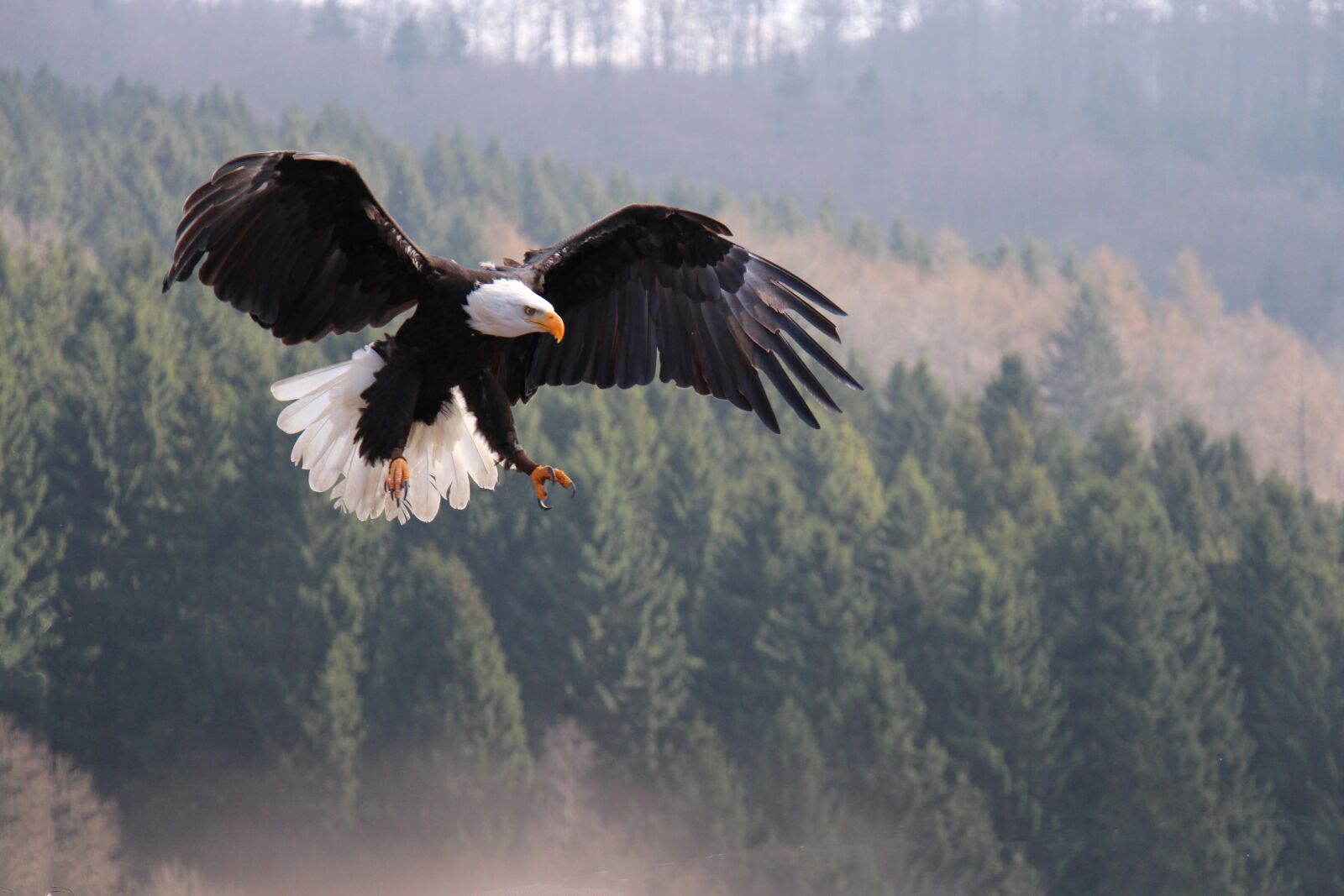 Canon EF-S 18-135mm F3.5-5.6 IS STM sample photo. Eagle, nature, impressive photography