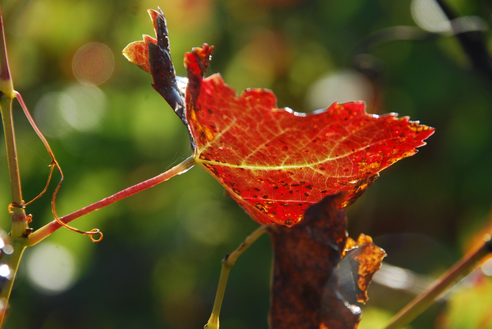 Nikon D40X sample photo. Leaf, vine, sun photography