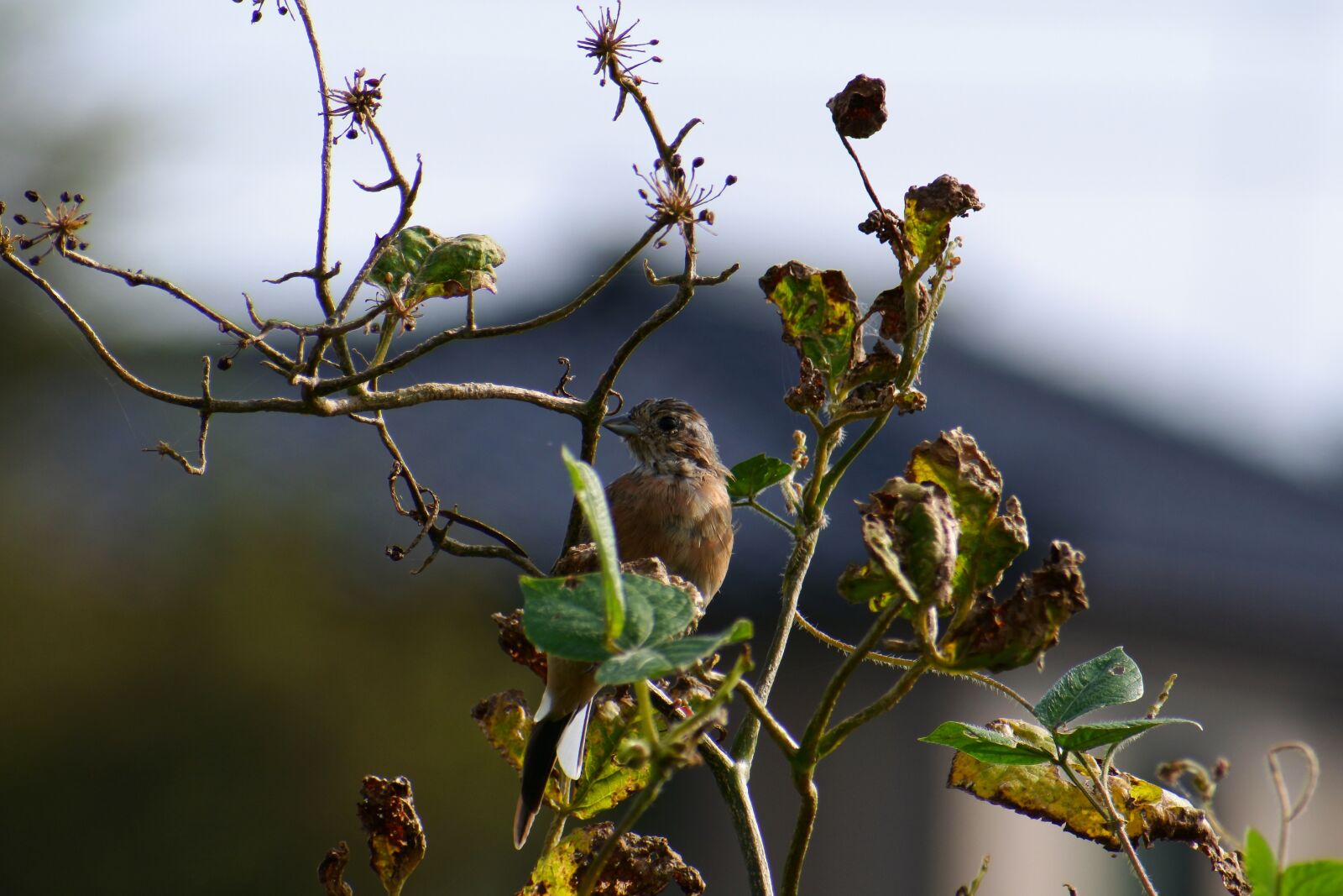 VR 70-300mm f/4.5-6.3G sample photo. Animal, wood, wild birds photography