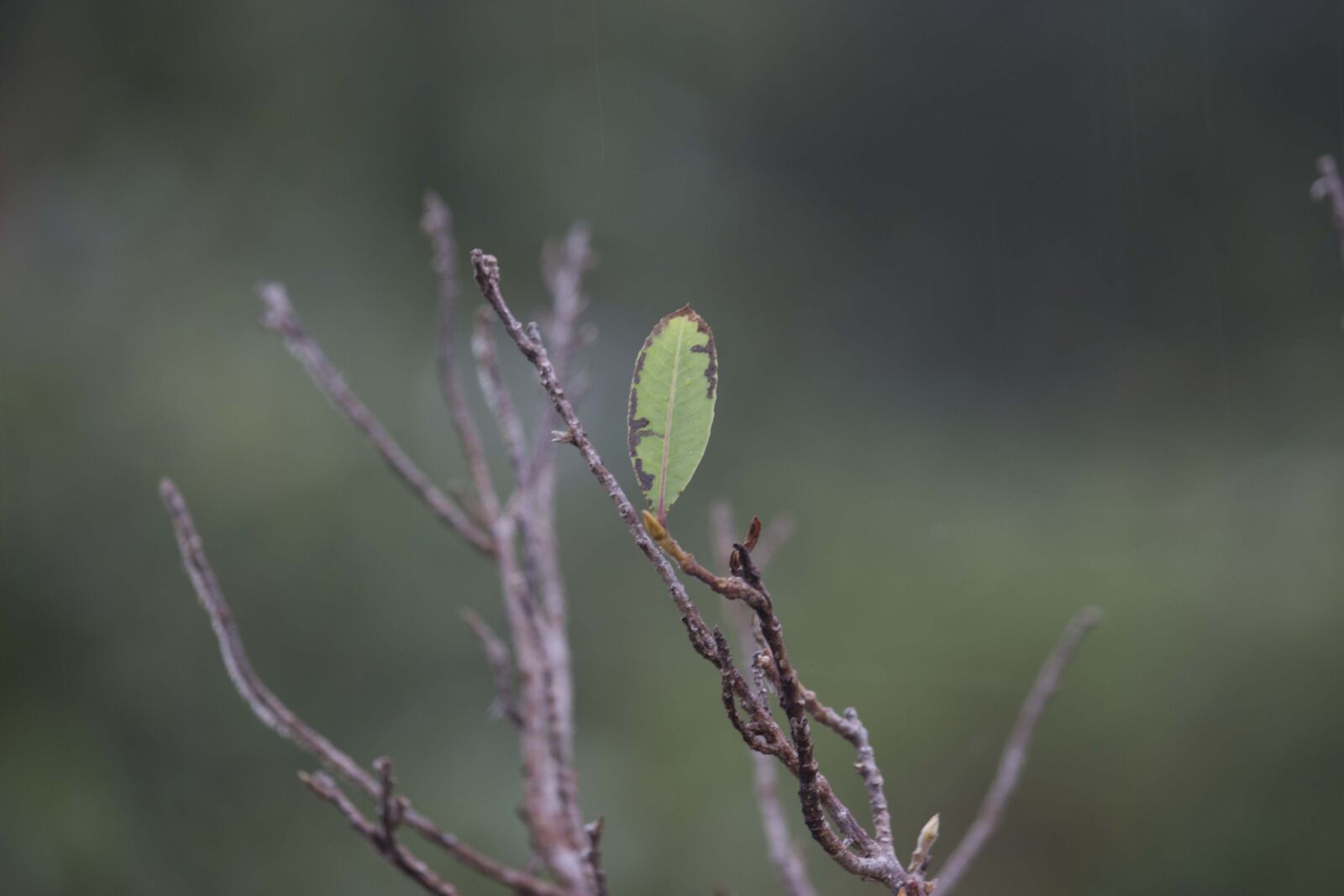 Canon EOS 700D (EOS Rebel T5i / EOS Kiss X7i) + Canon EF-S 55-250mm F4-5.6 IS STM sample photo. Green, leaf photography