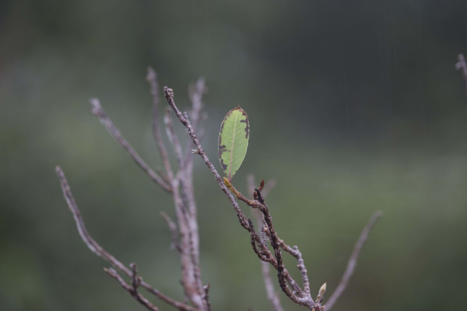 Canon EF-S 55-250mm F4-5.6 IS STM sample photo. Green, leaf photography
