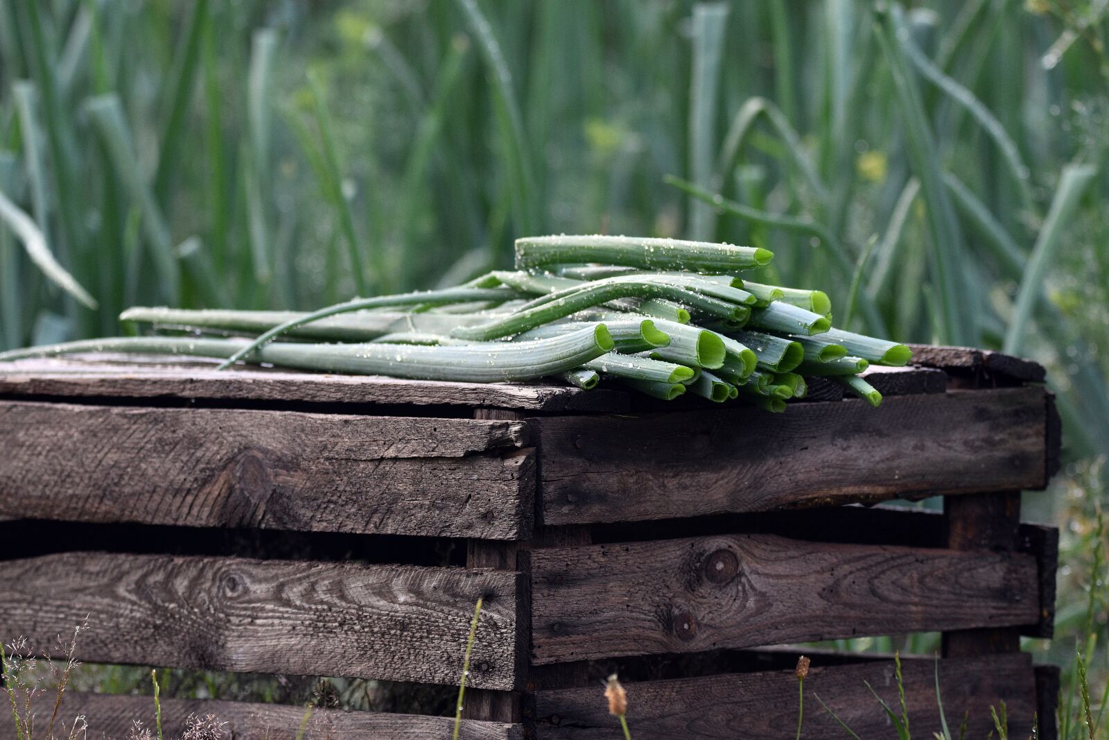Nikon D3400 sample photo. Chives, chive, onion photography