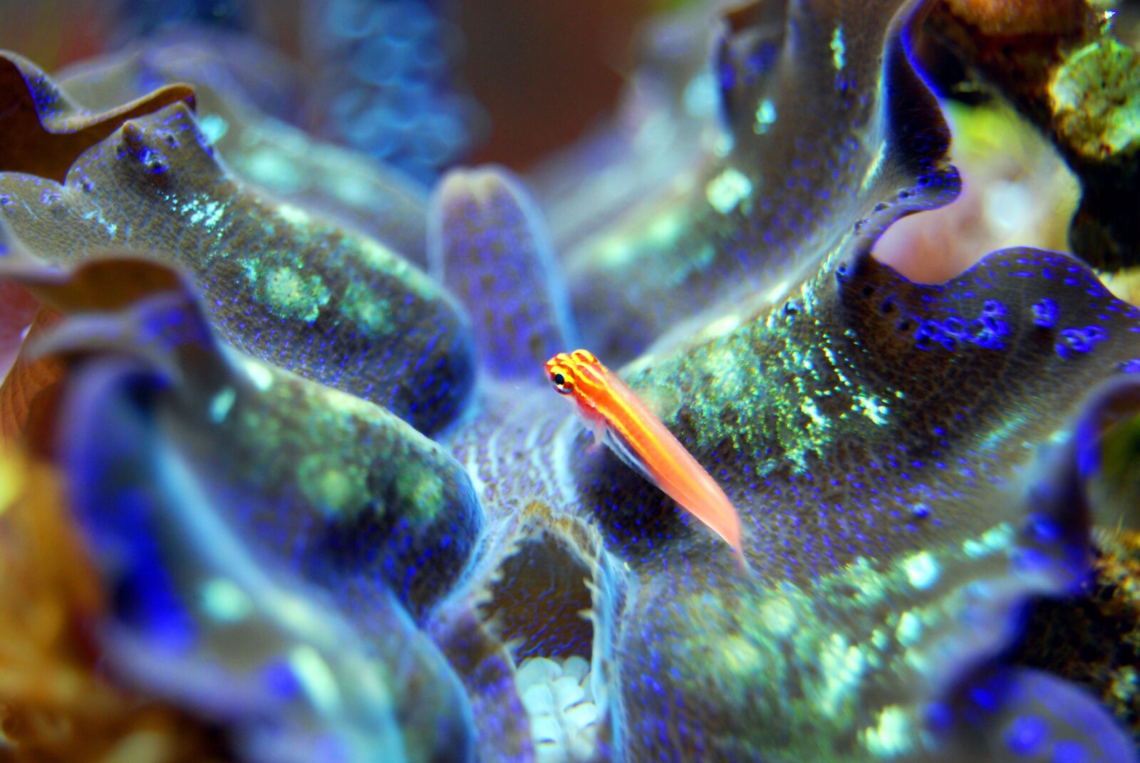 Nikon D40X sample photo. Fish, clam, sea photography