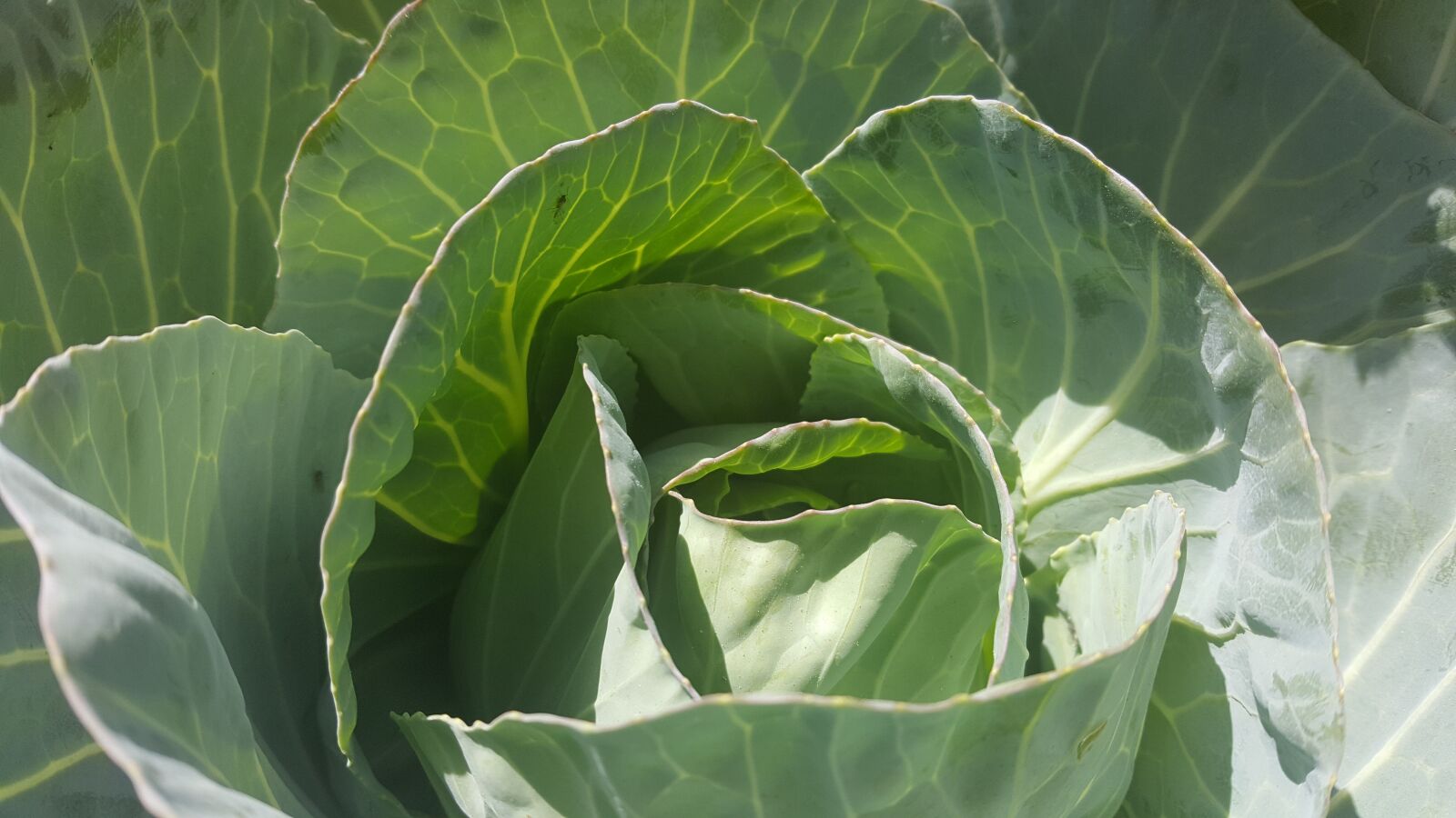 Samsung Galaxy S6 sample photo. Green, nature, cauliflower photography