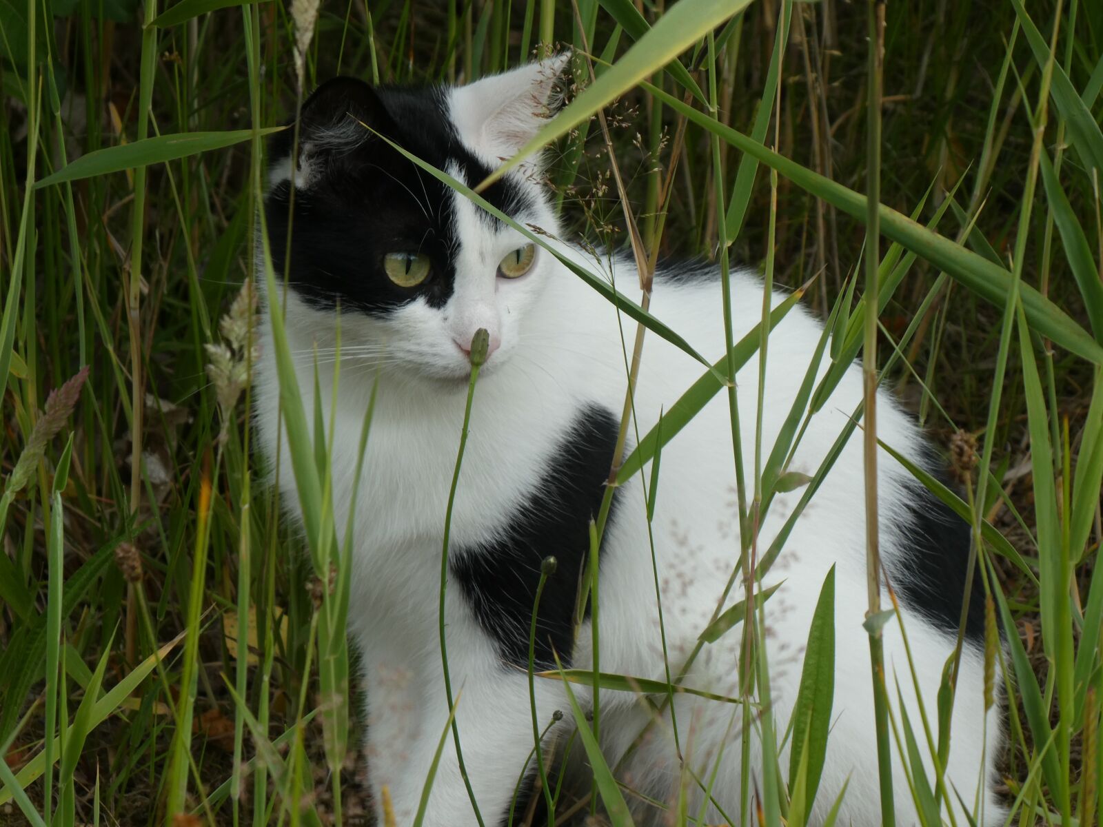 Panasonic DC-TZ91 sample photo. Cat, sit, animal photography