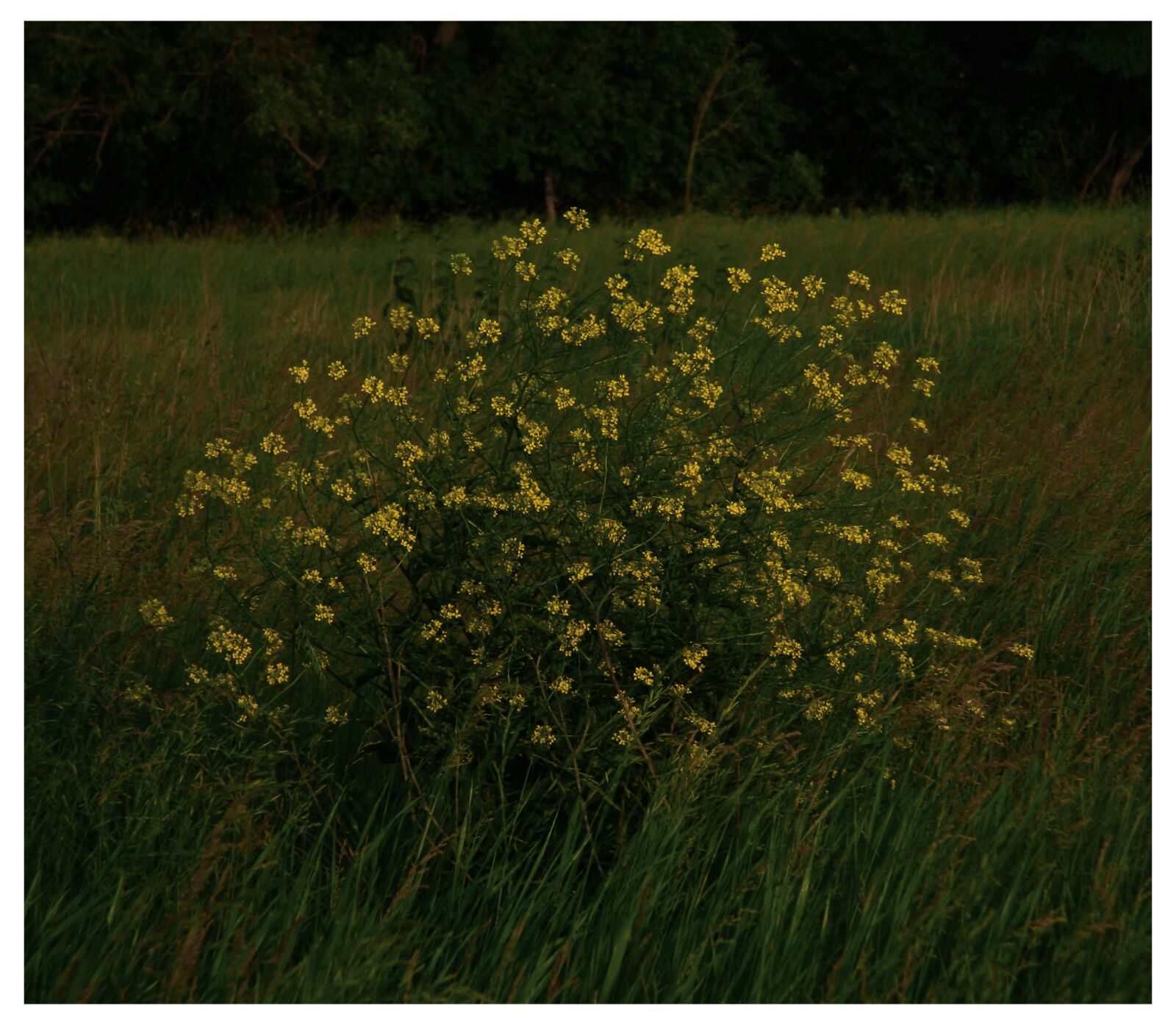 Nikon COOLPIX L310 sample photo. Bush, greens, flower photography