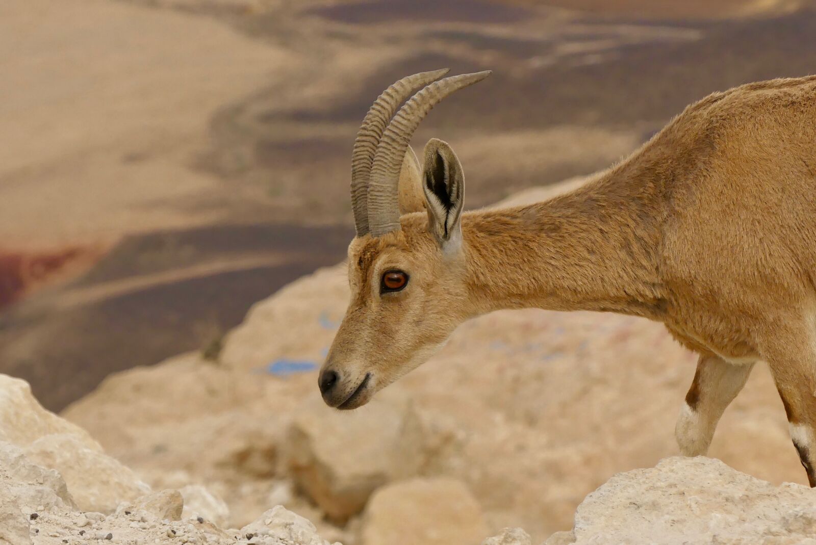 Panasonic Lumix DMC-FZ300 sample photo. Desert, deer, ramon crater photography