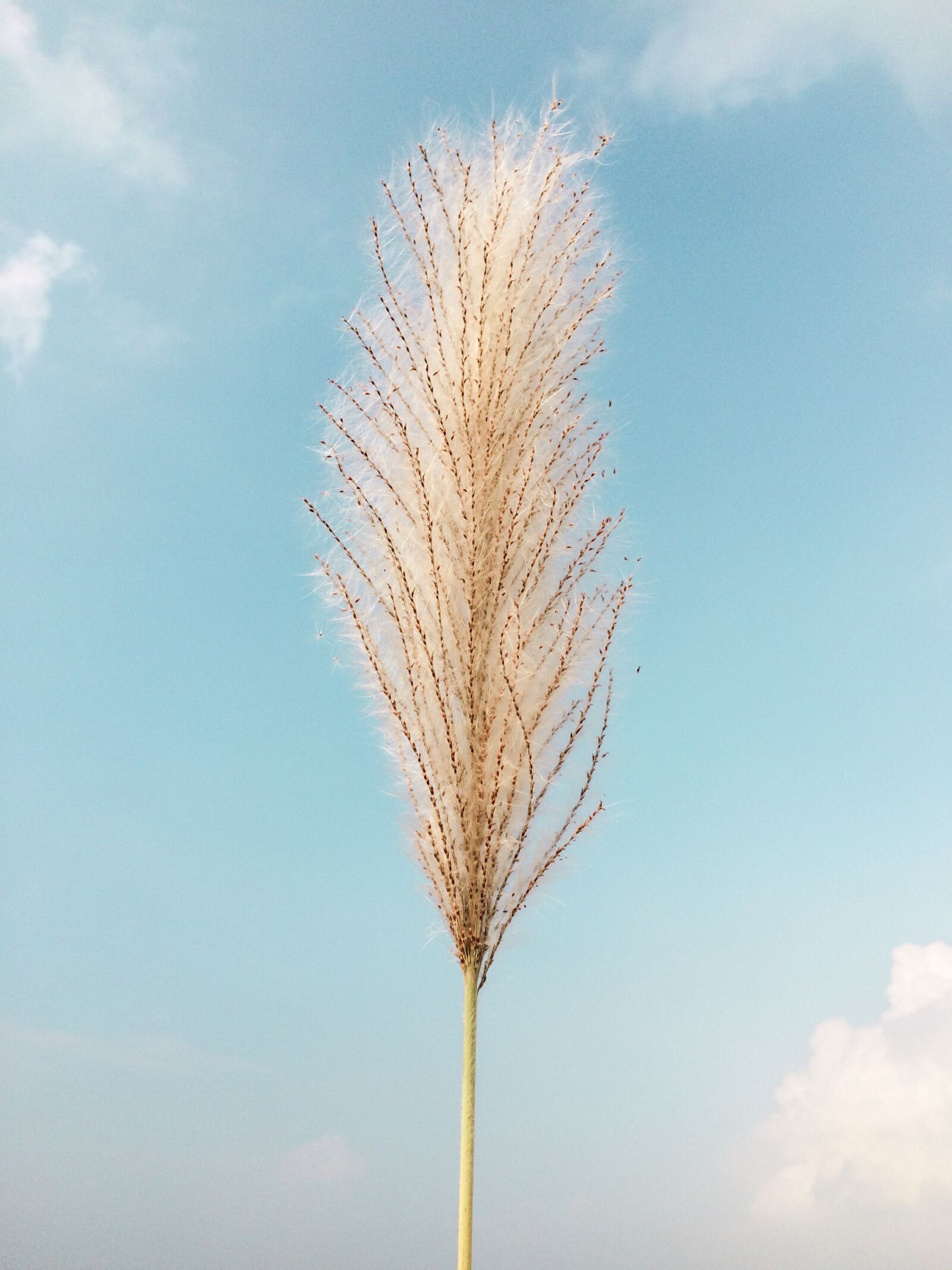 iPhone 5s back camera 4.15mm f/2.2 sample photo. Reeds, blue, sky photography