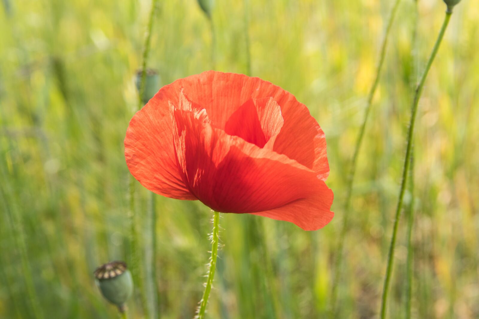 Canon EOS 80D sample photo. Poppy, poppy flower, klatschmohn photography