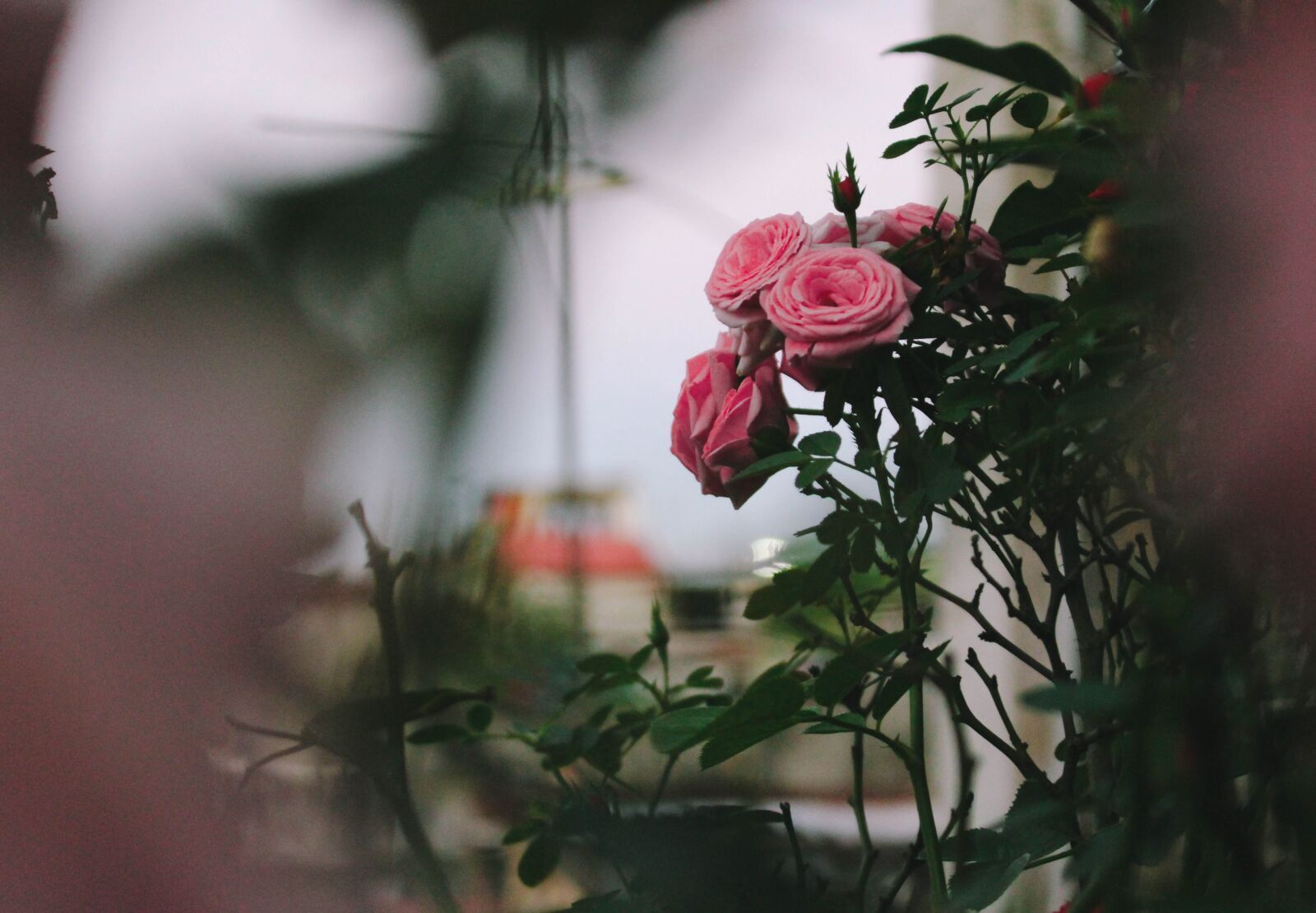 Canon EOS 700D (EOS Rebel T5i / EOS Kiss X7i) sample photo. Flower, nature, pink photography