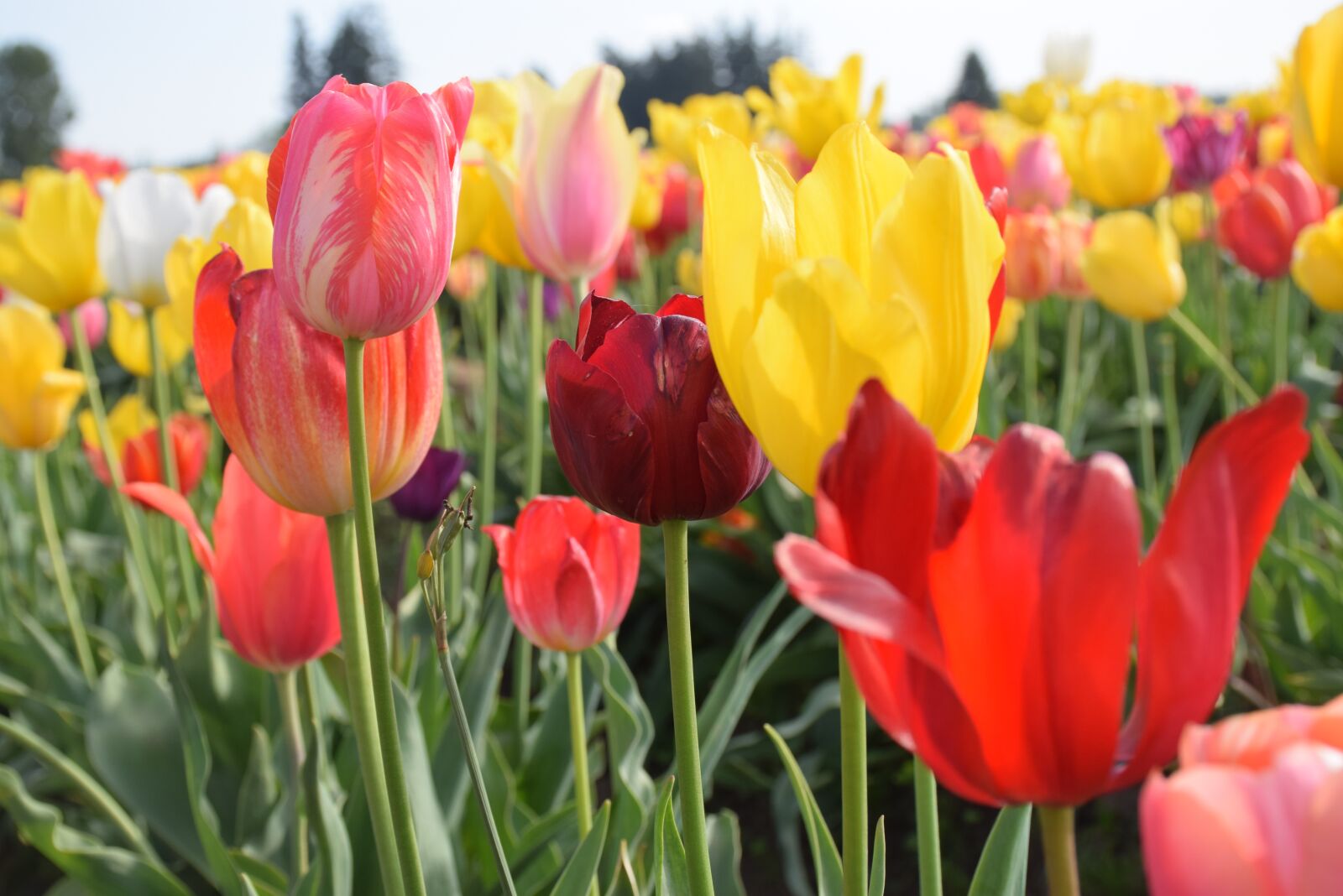 Nikon D5300 sample photo. Flowers, tulips, bloom photography