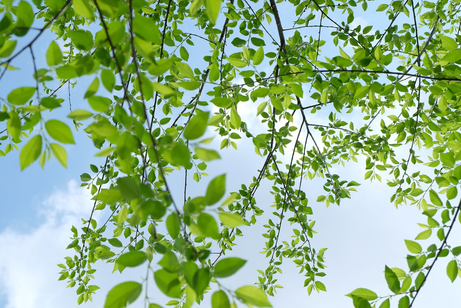 Fujifilm X-A2 + Fujifilm XC 16-50mm F3.5-5.6 OIS II sample photo. Life, green, barbaric growth photography
