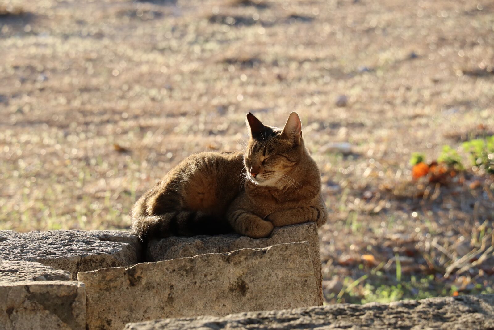 Canon EOS 250D (EOS Rebel SL3 / EOS Kiss X10 / EOS 200D II) sample photo. Cat, sun, animal photography