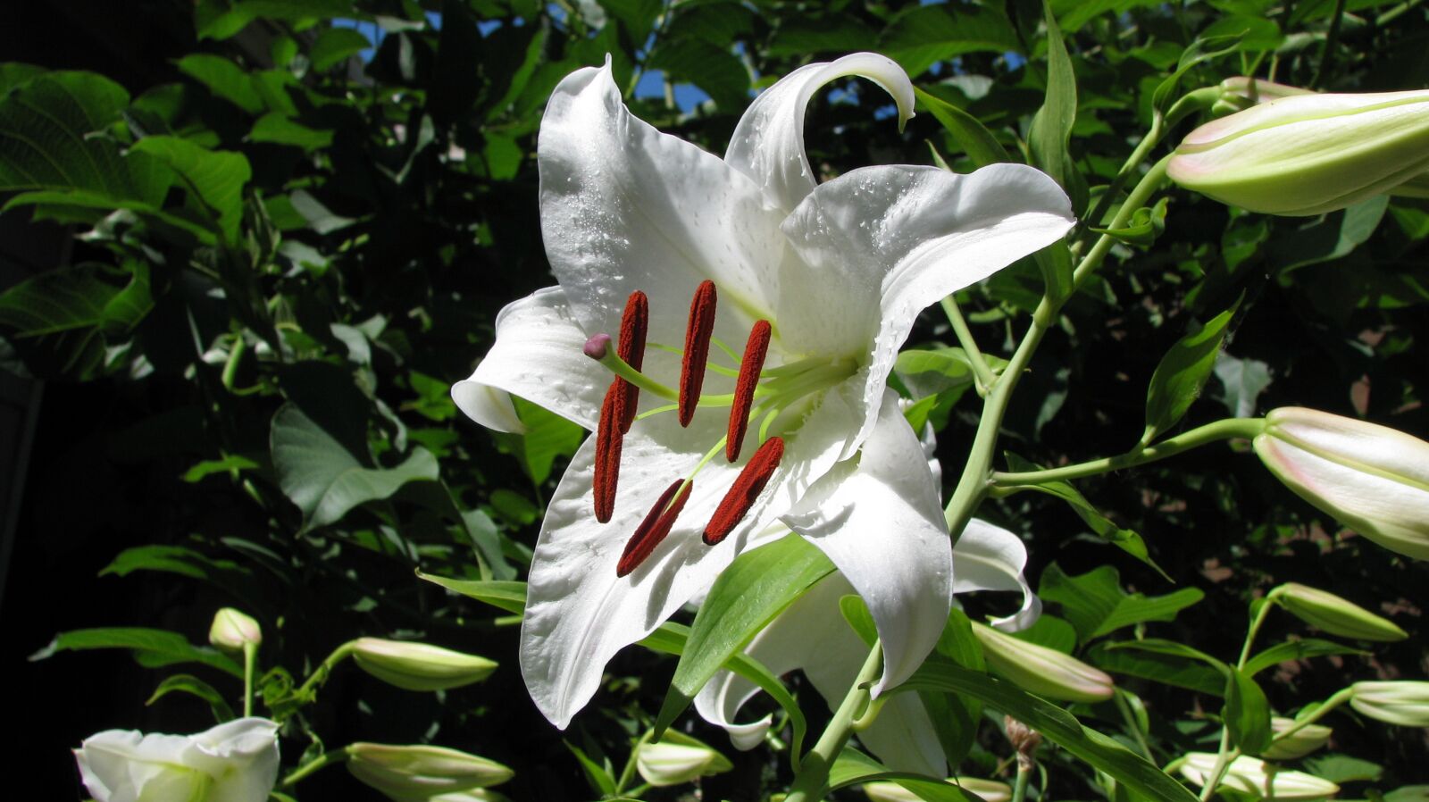 Canon POWERSHOT S5 IS sample photo. Flower, lily, white photography