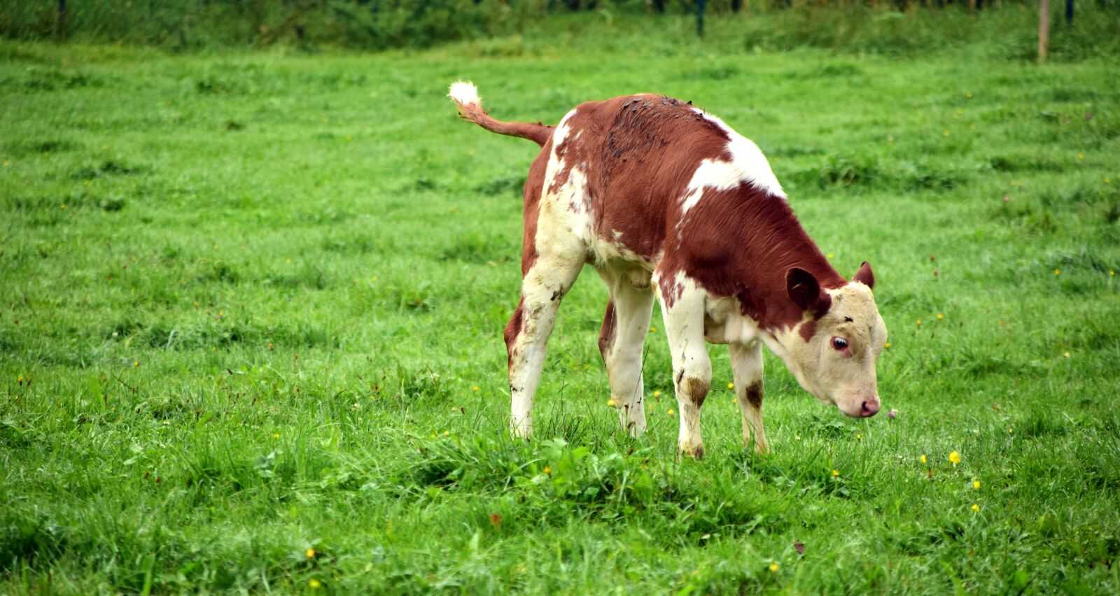 Nikon D3300 sample photo. Calf, small, cute photography