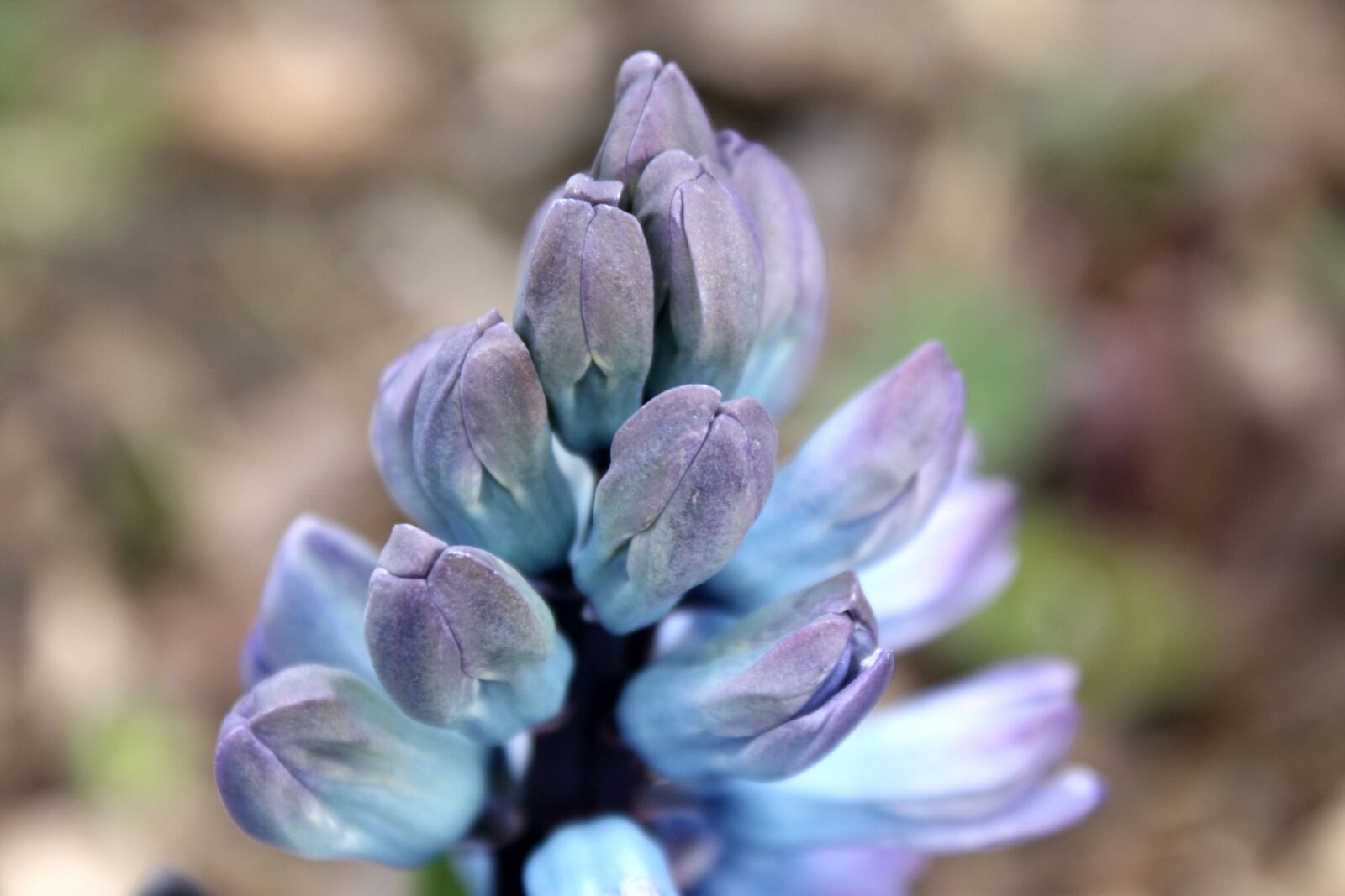 Canon EOS 450D (EOS Rebel XSi / EOS Kiss X2) sample photo. Hyacinth, spring, violet photography