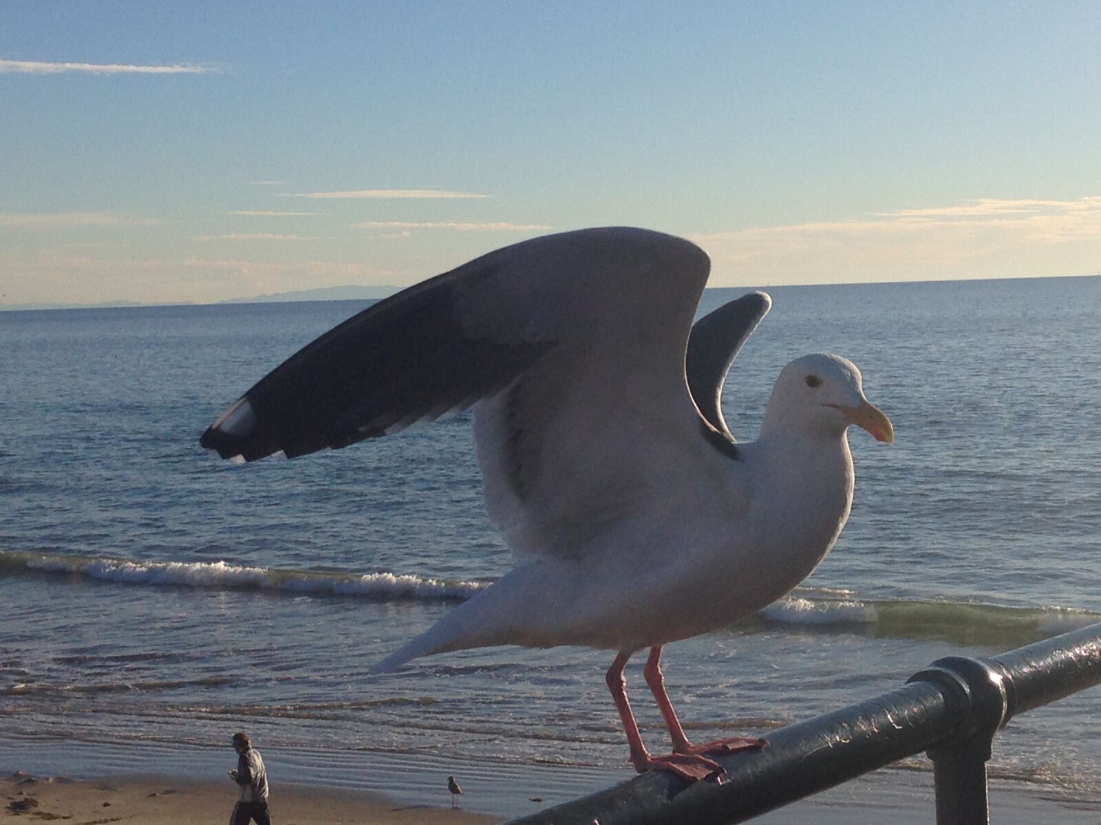 Apple iPhone 5c sample photo. Bird, california, ocean, pacific photography