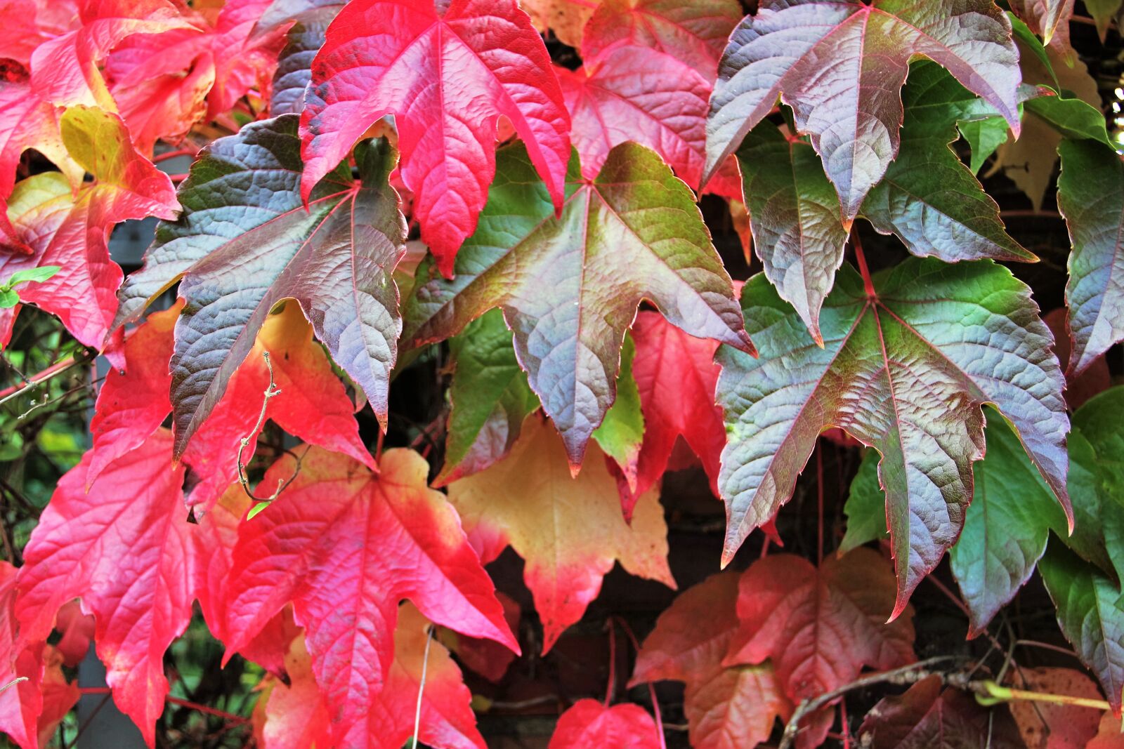 Canon EOS 550D (EOS Rebel T2i / EOS Kiss X4) sample photo. Fall leaves, autumn colours photography