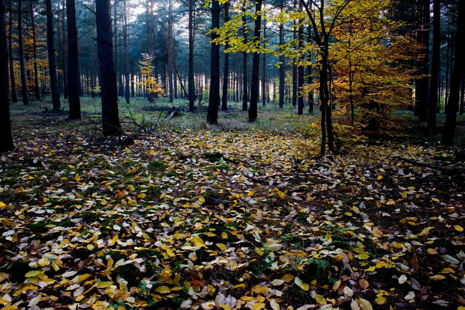 Canon EOS 400D (EOS Digital Rebel XTi / EOS Kiss Digital X) sample photo. Autumn, autumn forest, colorful photography